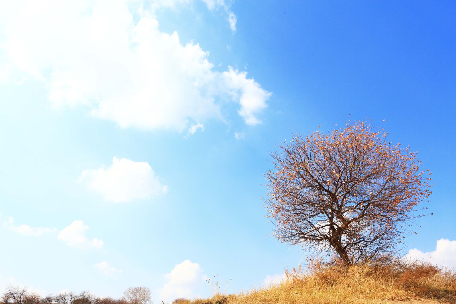 Canon EOS 5D Mark III sample photo. Autumn, tree, the scenery photography