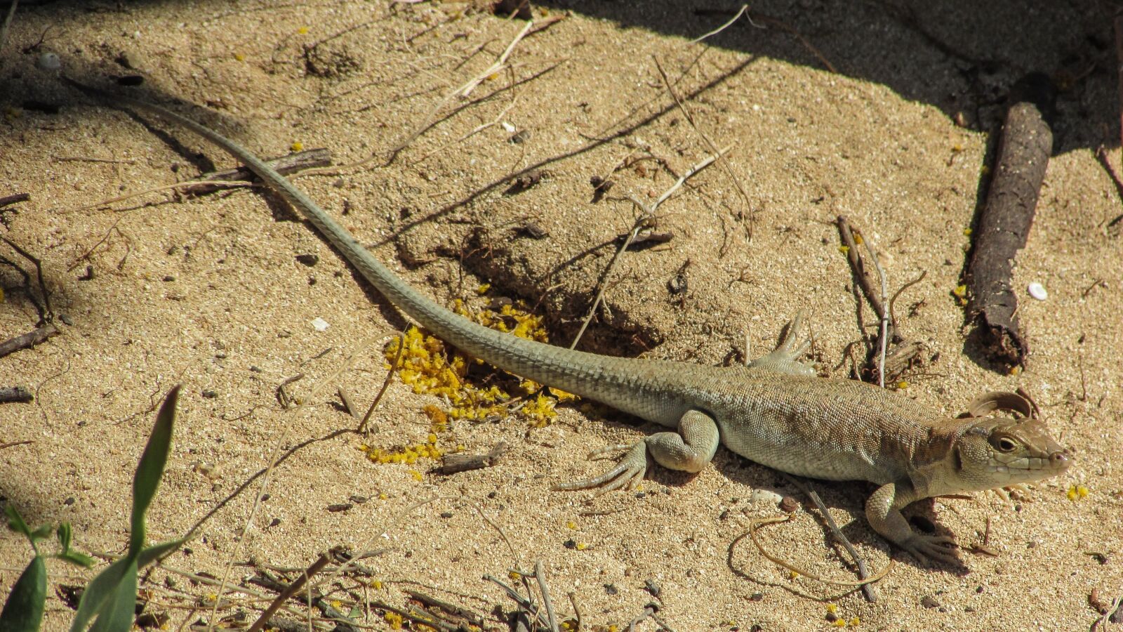 Canon PowerShot SX400 IS sample photo. Lizard, acanthodactylus schreiberi, reptile photography