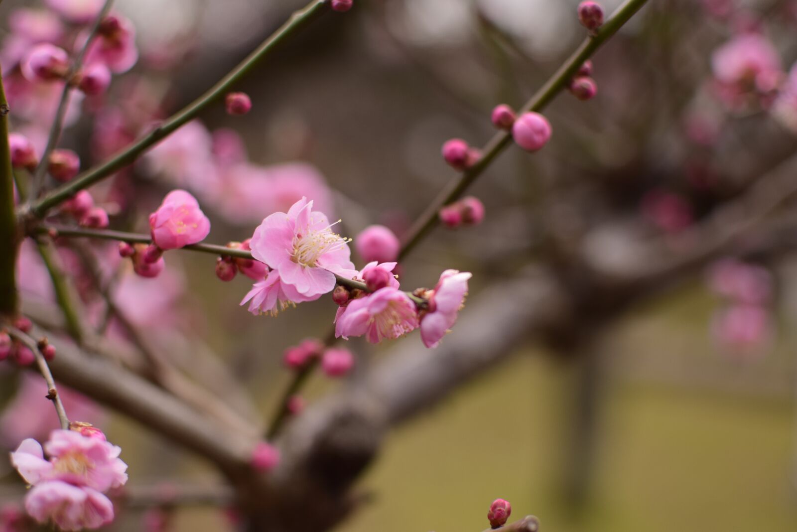 Nikon D5300 sample photo. Plum, flowers, extension tubes photography