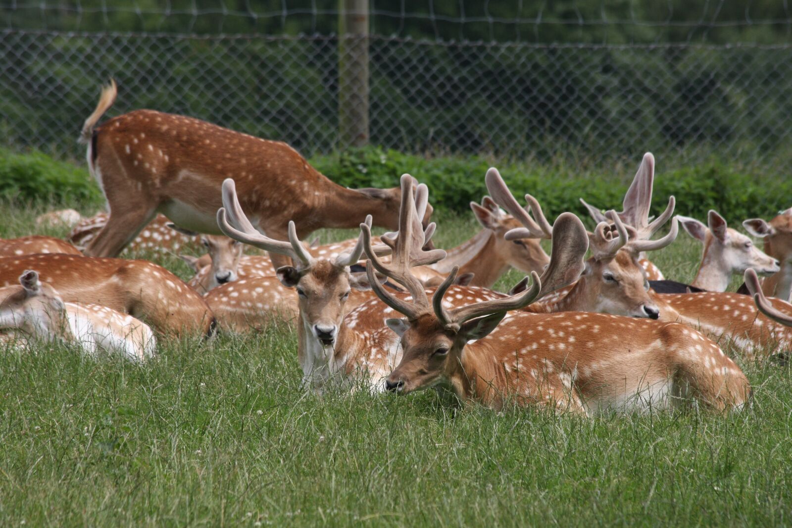 Canon EOS 40D sample photo. Zoo, fallow deer, animals photography