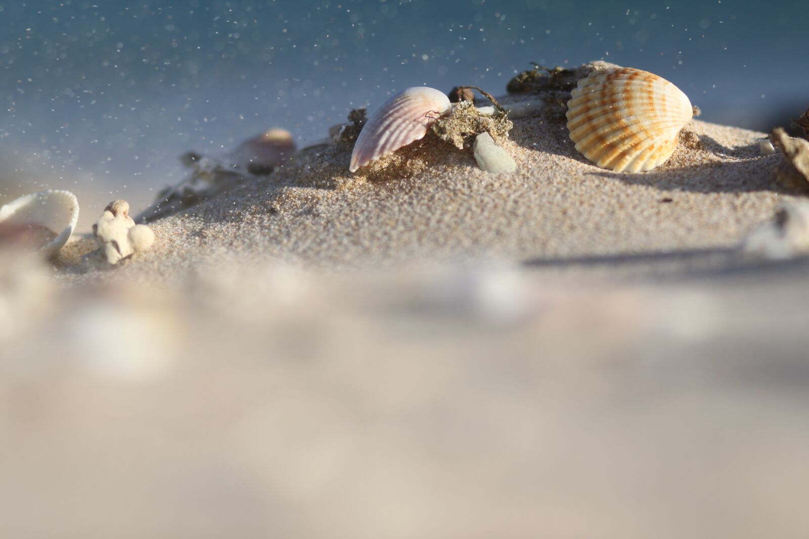 Canon EOS 500D (EOS Rebel T1i / EOS Kiss X3) sample photo. Sea, sand, shells photography