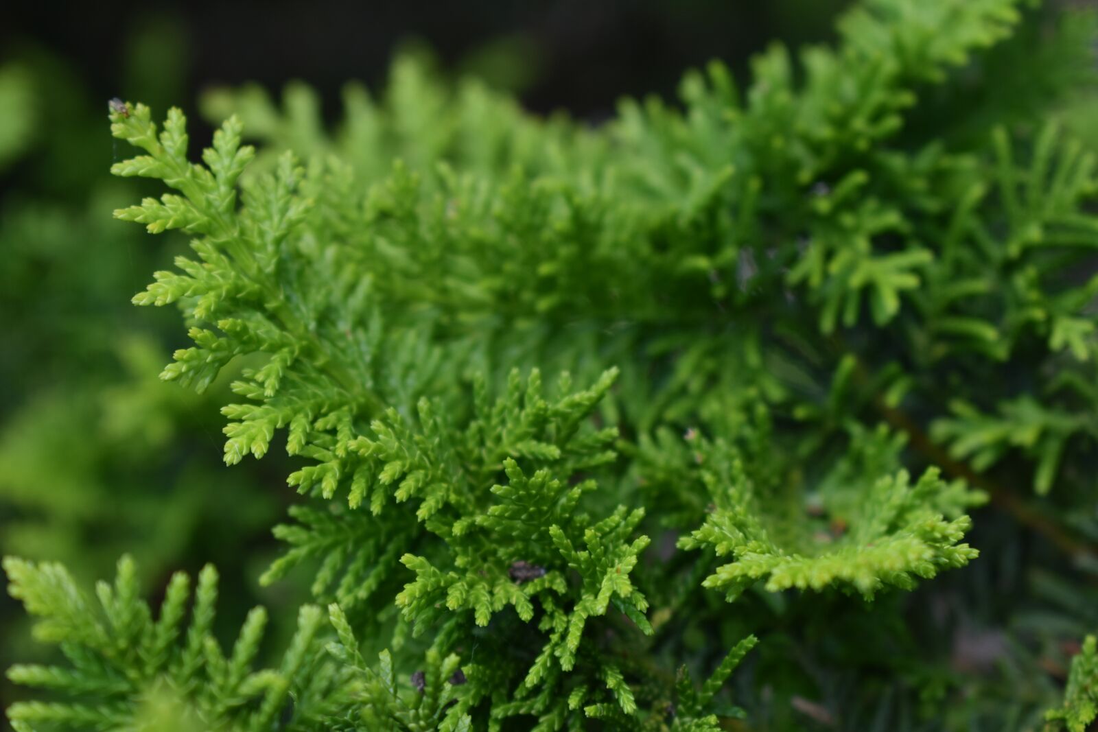 Nikon D3400 sample photo. Tree, leaves, foliage photography
