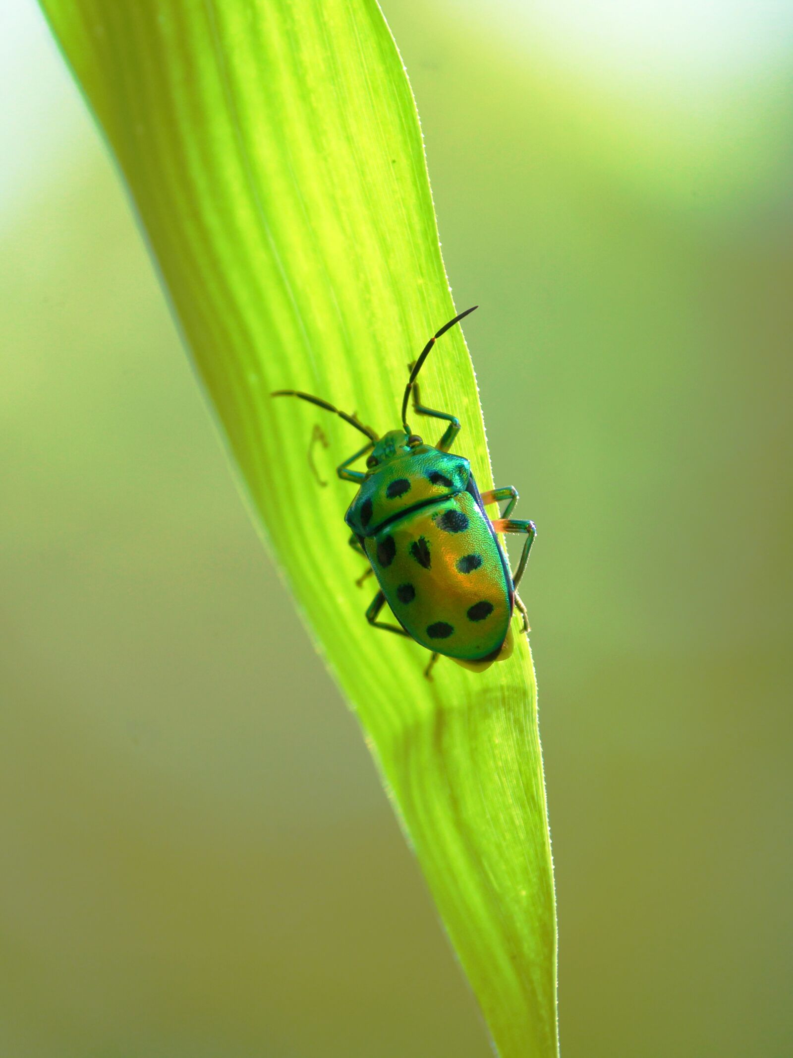 Canon EOS 1300D (EOS Rebel T6 / EOS Kiss X80) sample photo. Kerala, india, beetle photography