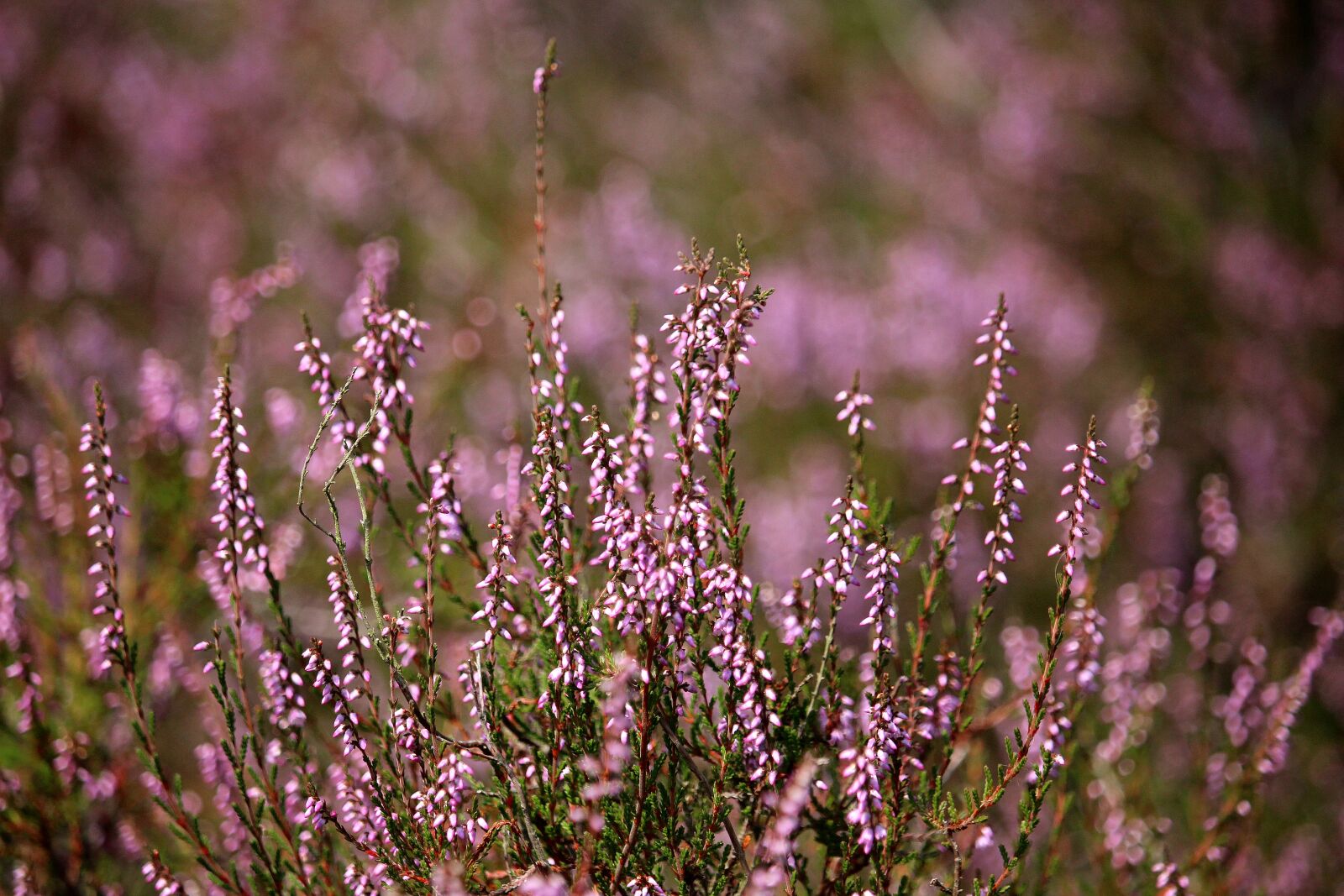 Canon EF-S 55-250mm F4-5.6 IS STM sample photo. L neburg heath, purple photography