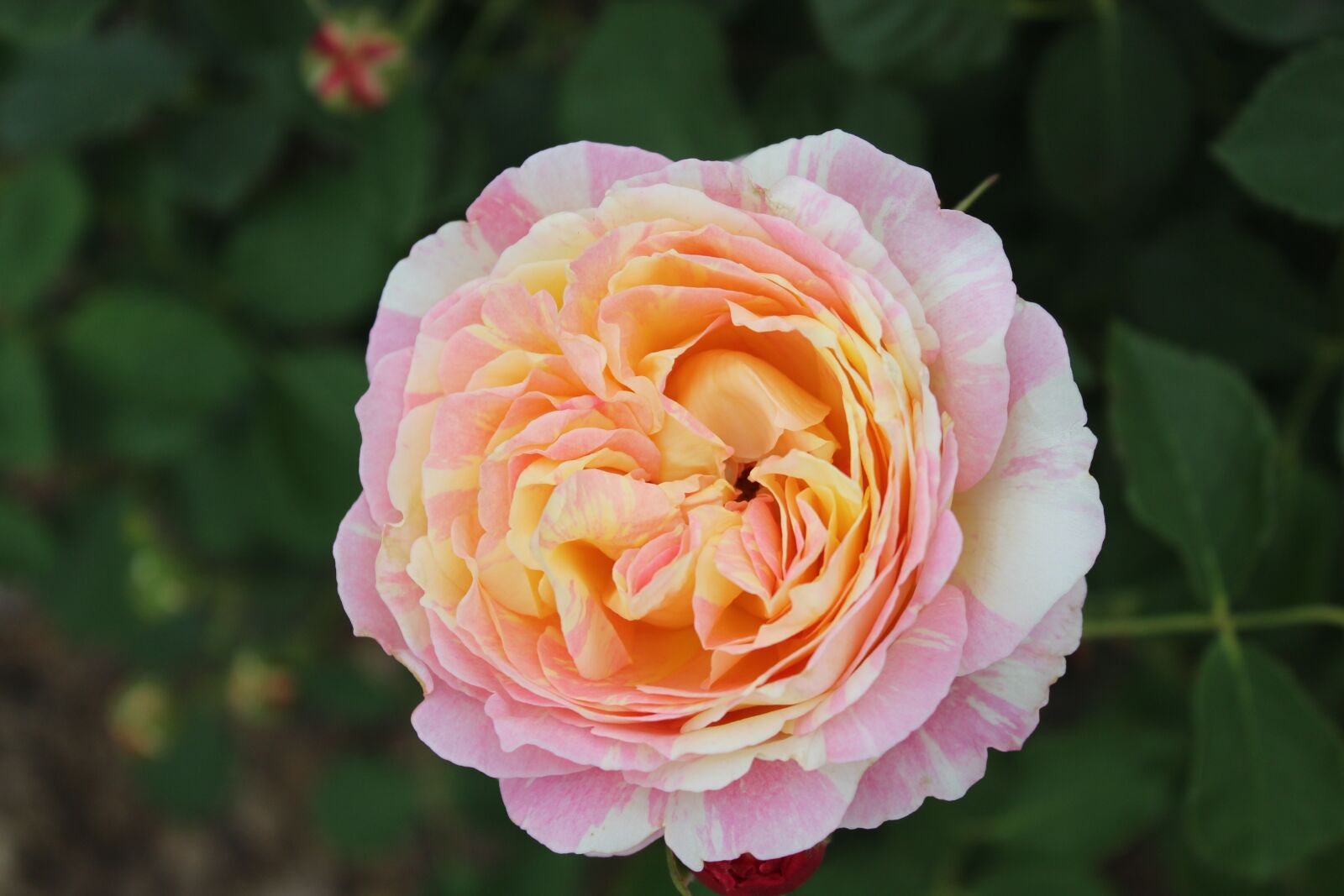 Canon EOS 1300D (EOS Rebel T6 / EOS Kiss X80) sample photo. Flowers, rose, natural photography