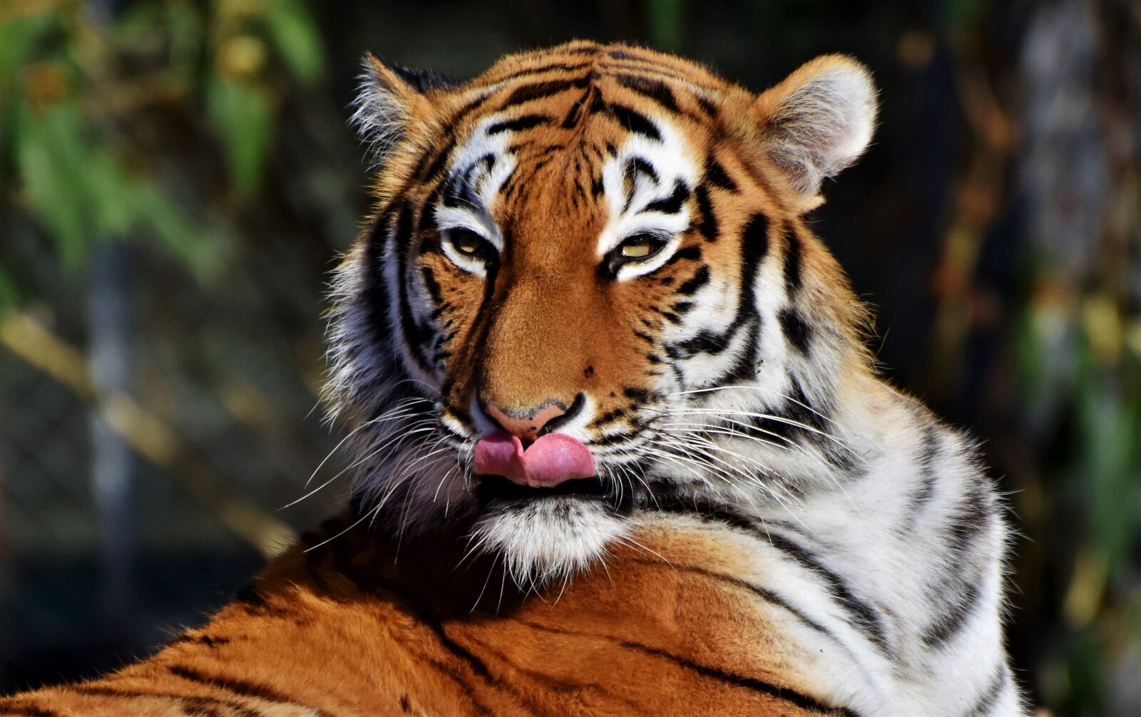 Nikon D7200 sample photo. Tiger, big cat, predator photography