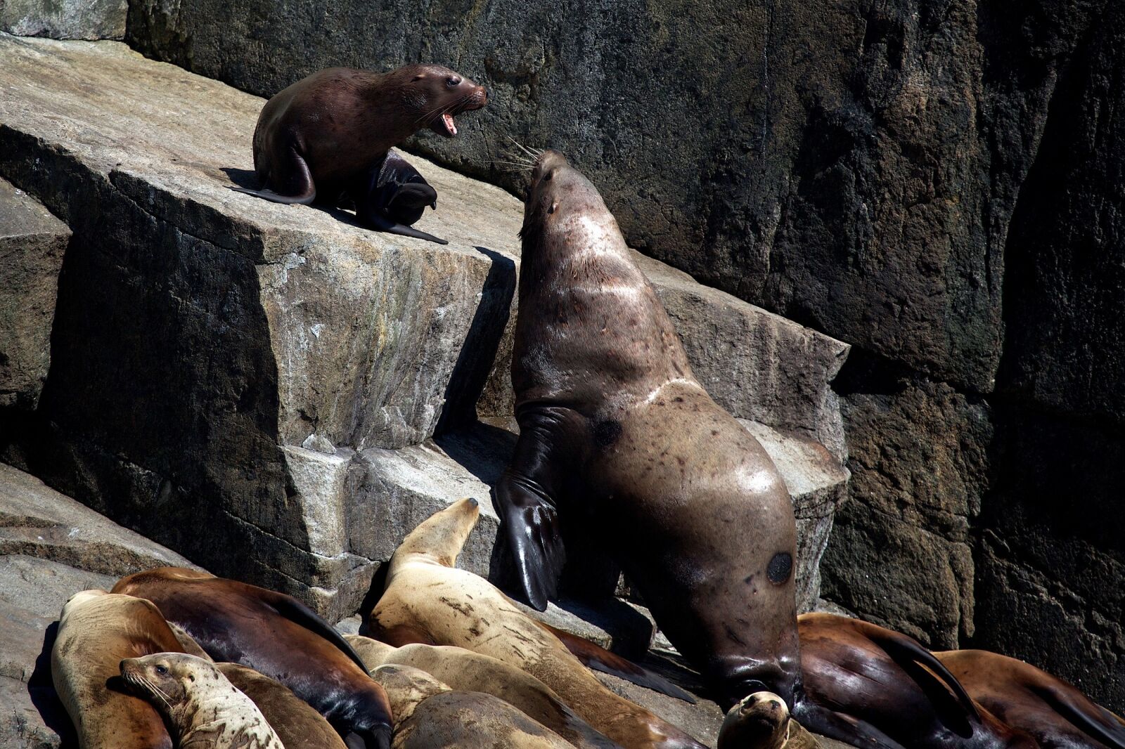 Canon EF 100-400mm F4.5-5.6L IS USM sample photo. Sea lions, rocks, coast photography