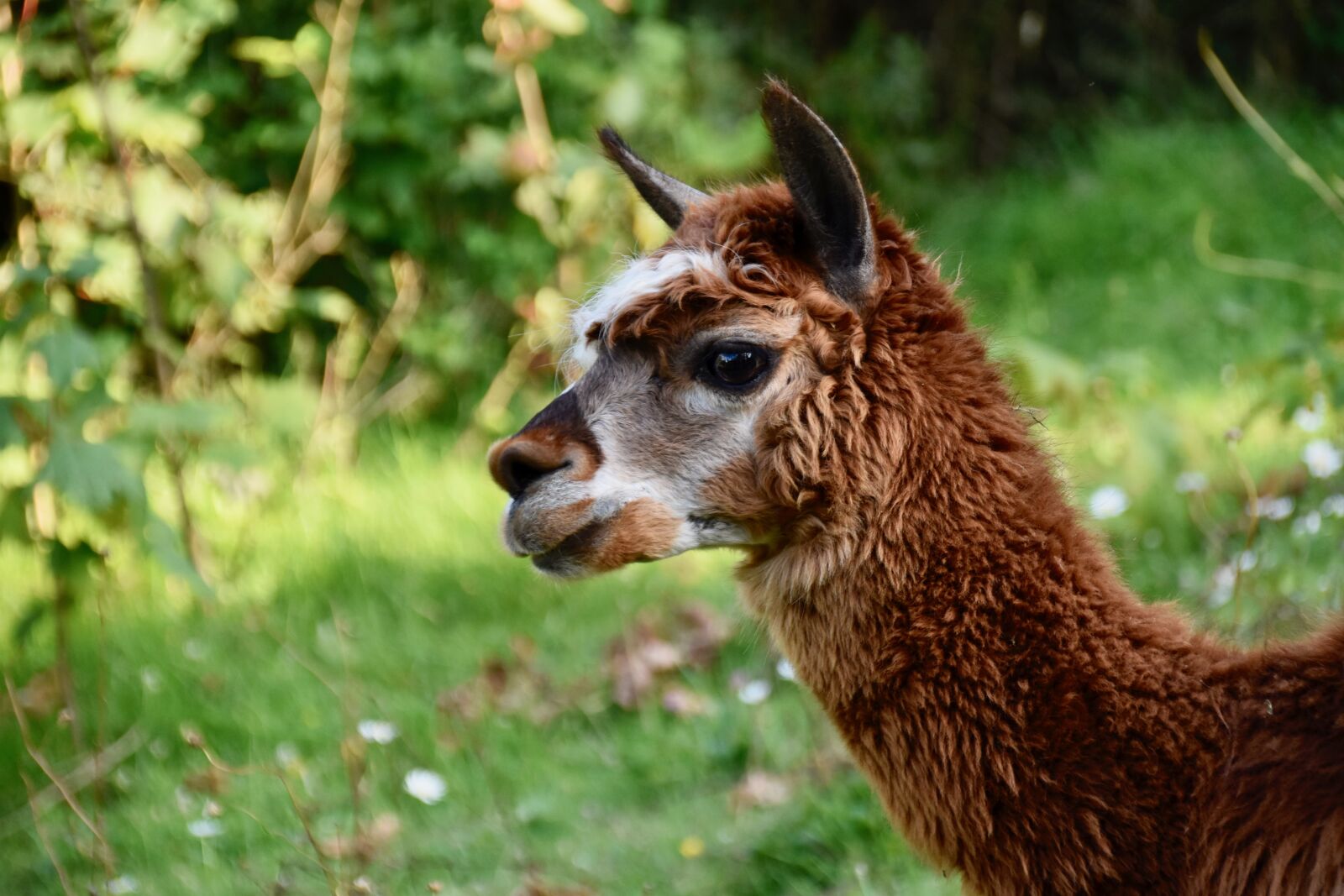 Nikon D5600 sample photo. Alpaca, camelids, alpaca nice photography