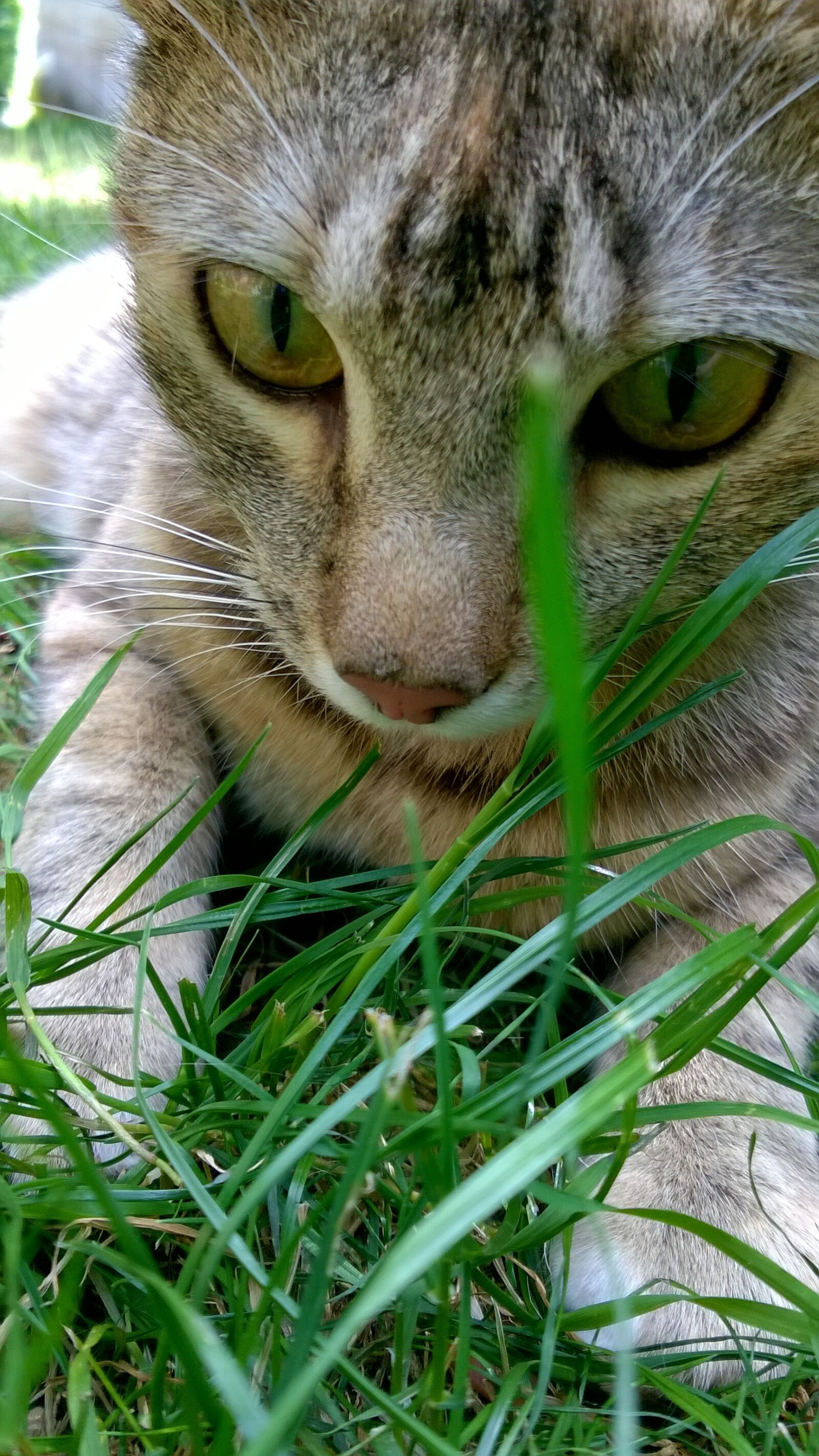 Nokia Lumia 735 sample photo. Cat, grass, kitten photography