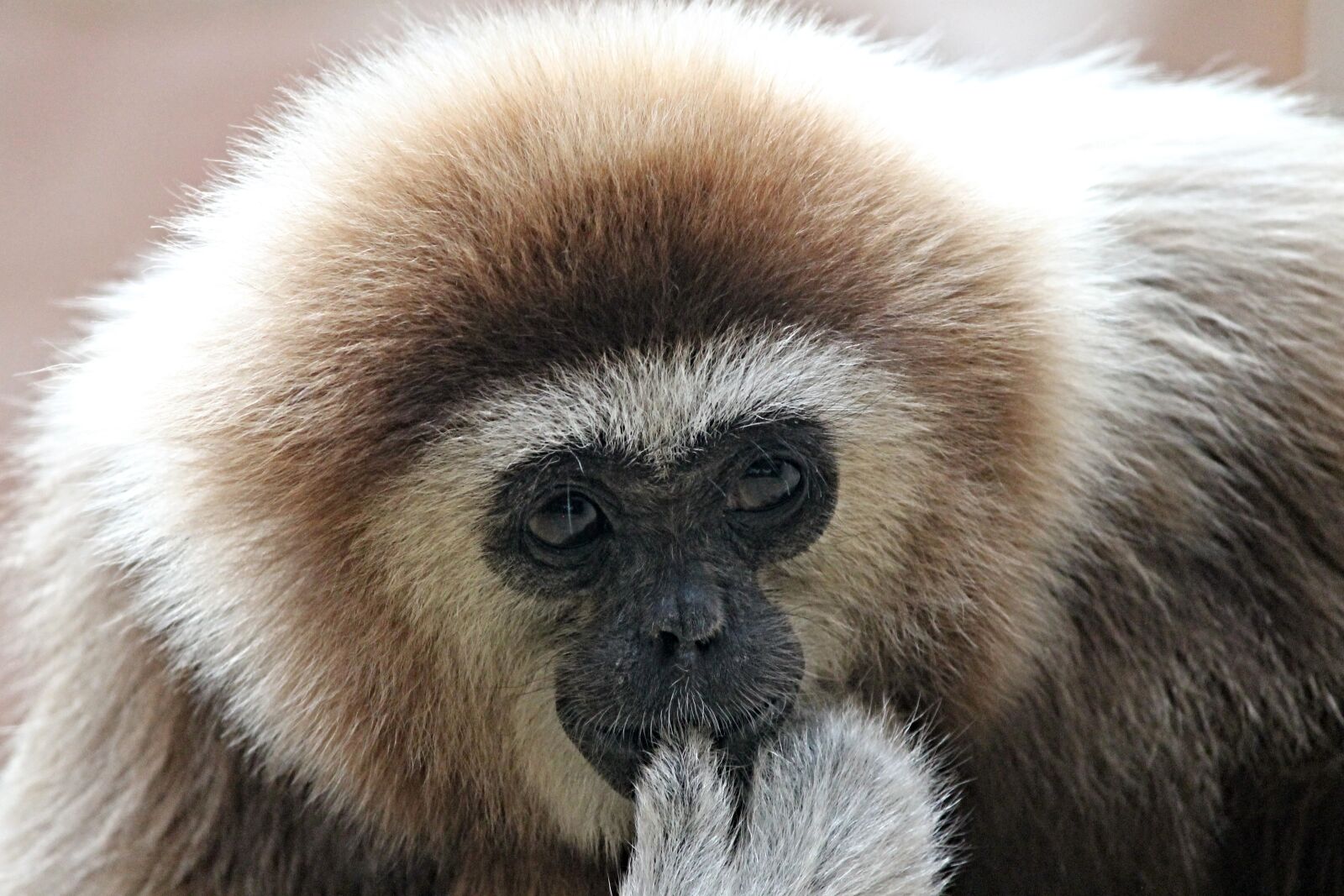 Canon EOS 1100D (EOS Rebel T3 / EOS Kiss X50) sample photo. White-handed gibbon, gibbon, monkey photography