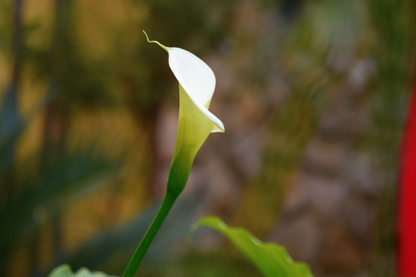 Nikon D5300 sample photo. Nature, flower, plant photography
