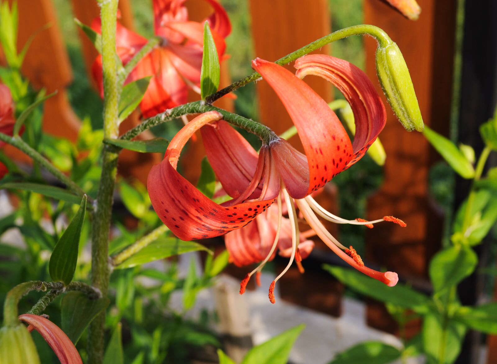 Nikon D5000 sample photo. Flowers, lily, summer photography