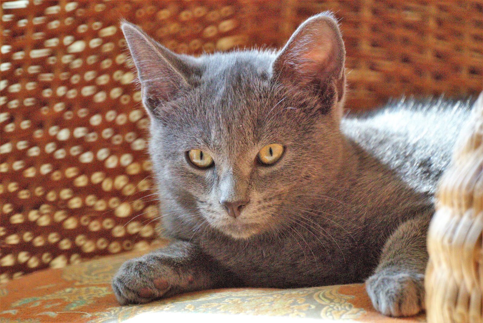 Sony SLT-A58 sample photo. Animal, cat, hunter photography