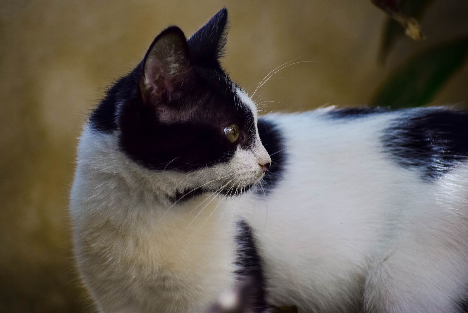 Nikon D5300 sample photo. Cat, pet, feline photography
