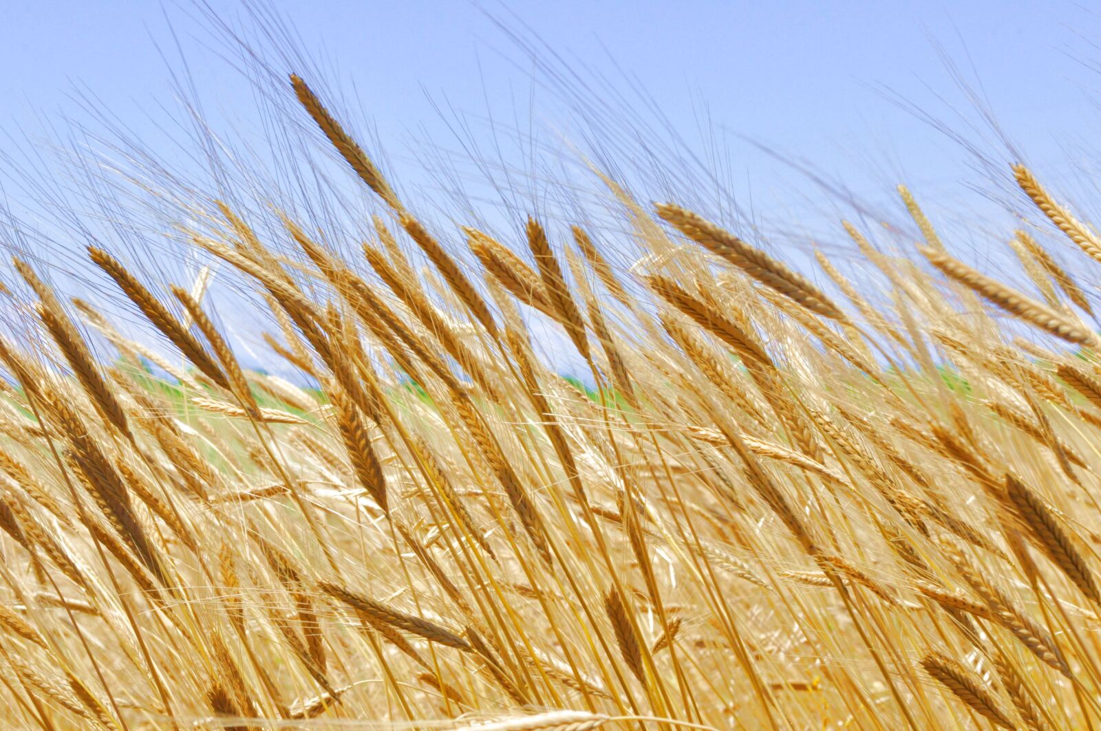 Nikon D90 sample photo. Einkorn, wheat, cereals photography