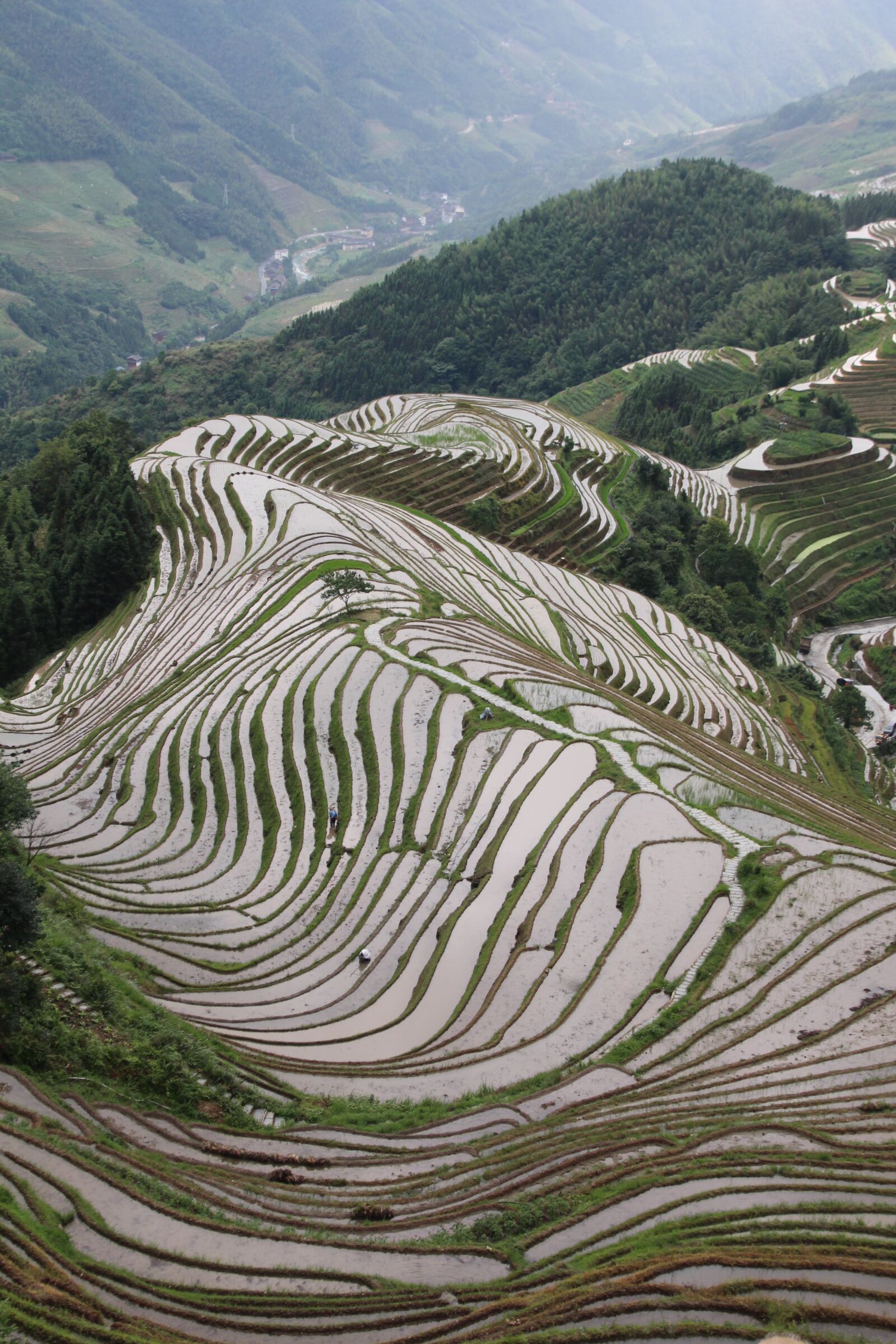 Canon EOS 700D (EOS Rebel T5i / EOS Kiss X7i) sample photo. Rice fields, houses, agriculture photography