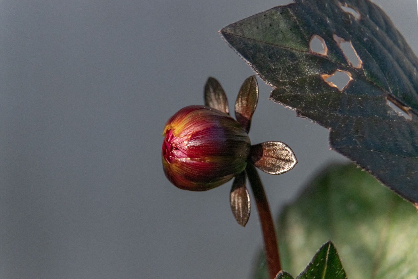 Nikon D3300 sample photo. Dahlia, flower, nature photography