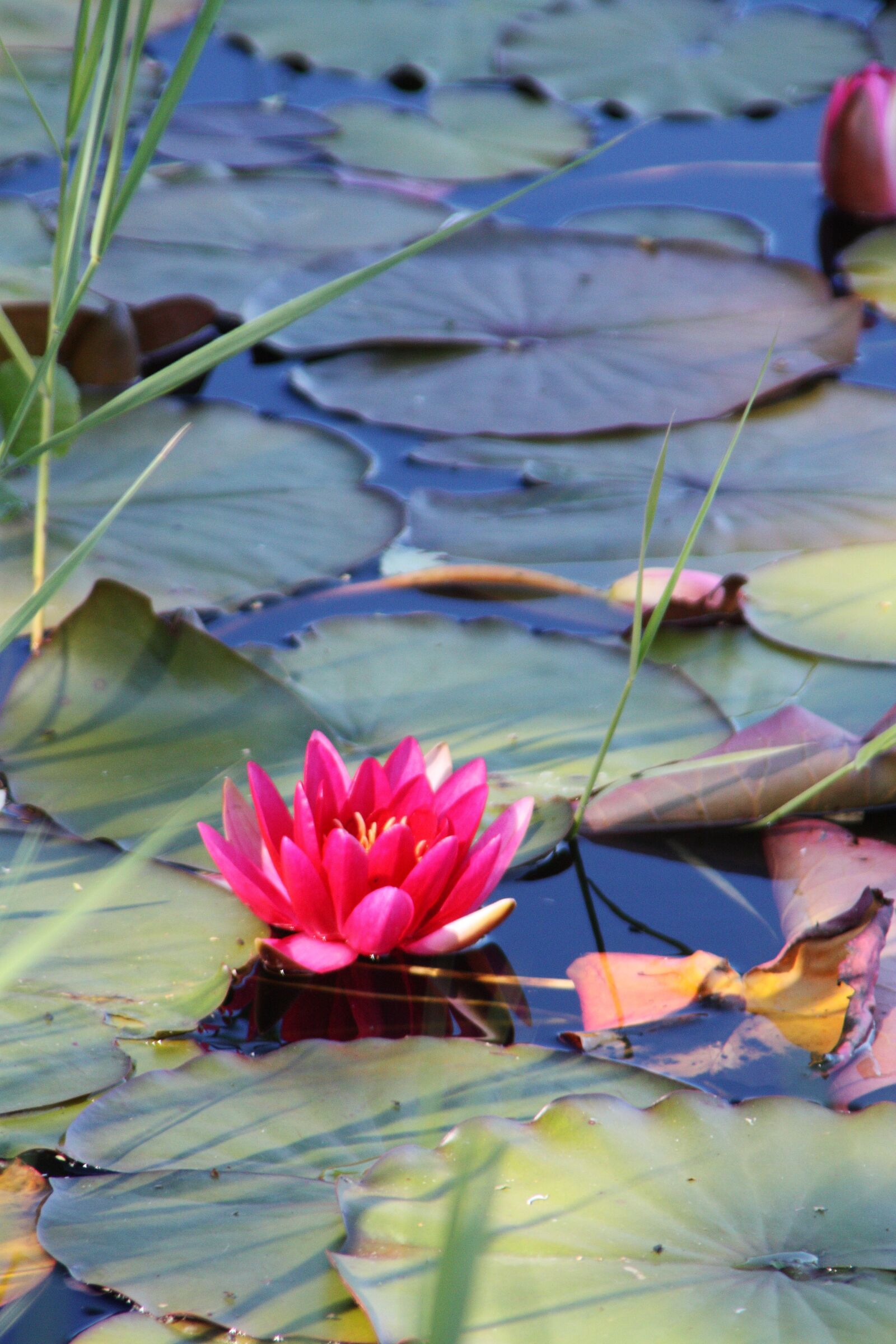 Canon EOS 450D (EOS Rebel XSi / EOS Kiss X2) sample photo. Water lily, aquatic plant photography