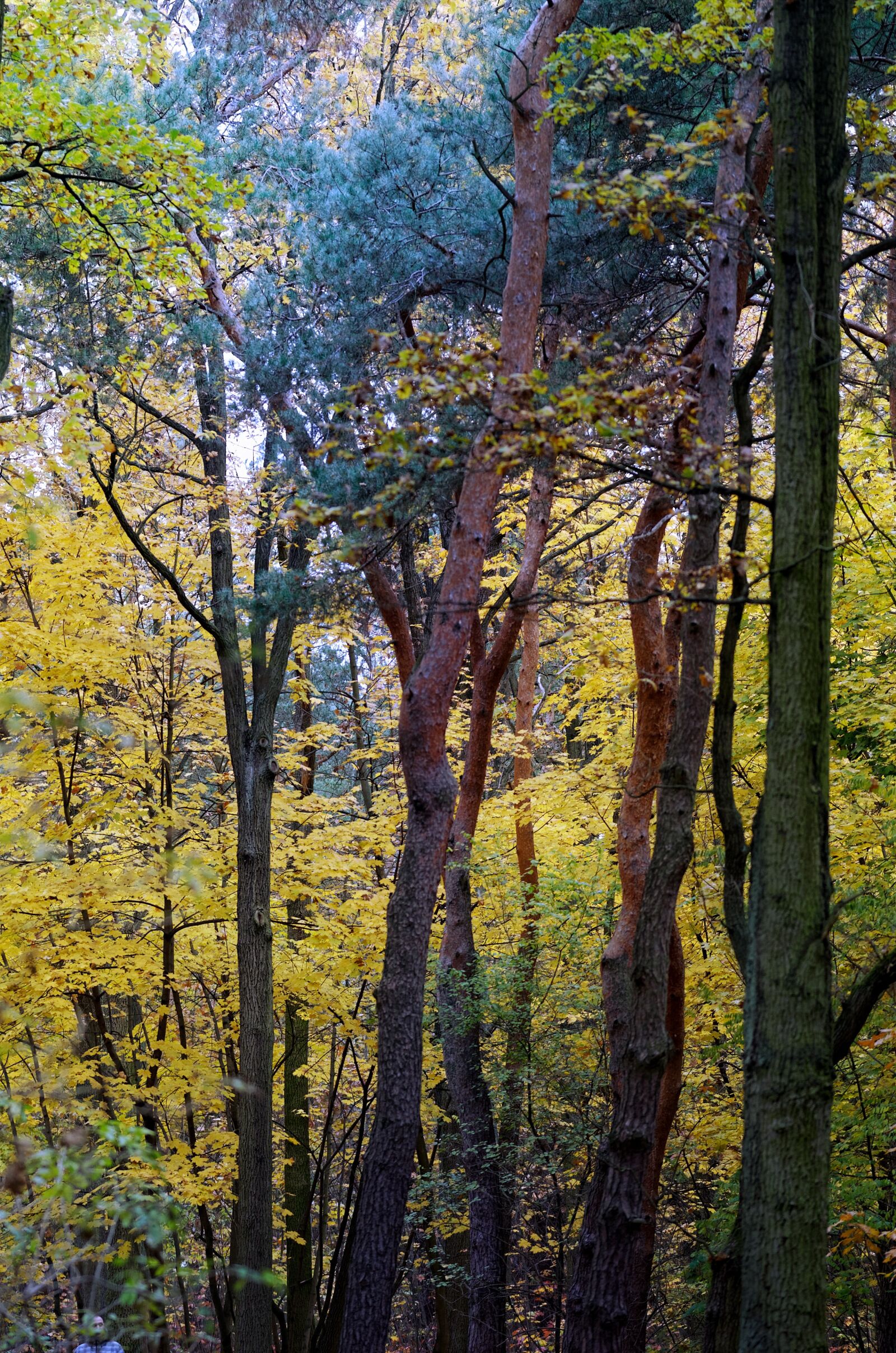 Nikon D5100 sample photo. Trees, forest, leaves photography