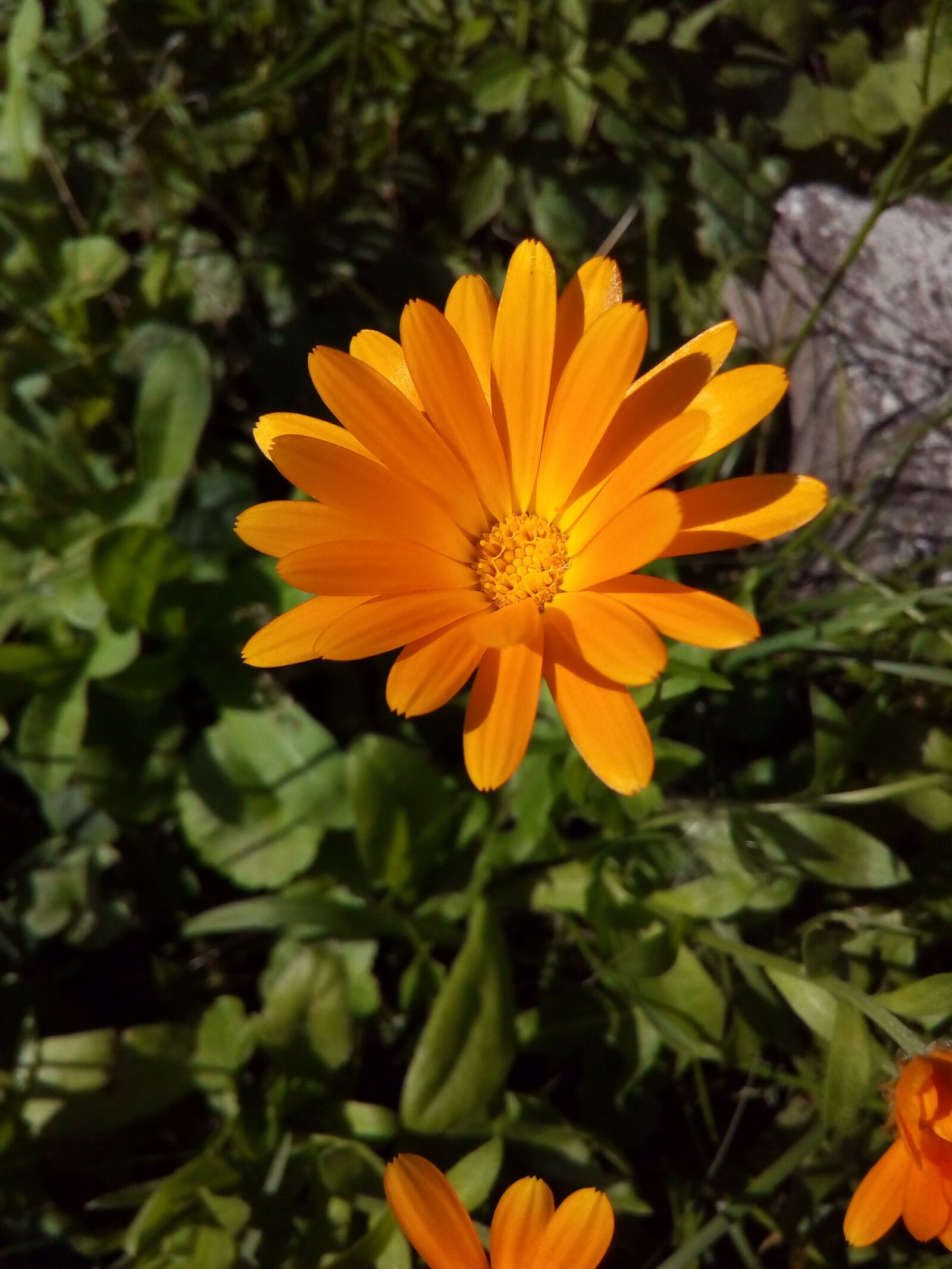 ASUS ZenFone Go (ZC500TG) sample photo. Calendula, marigold, medicinal plants photography