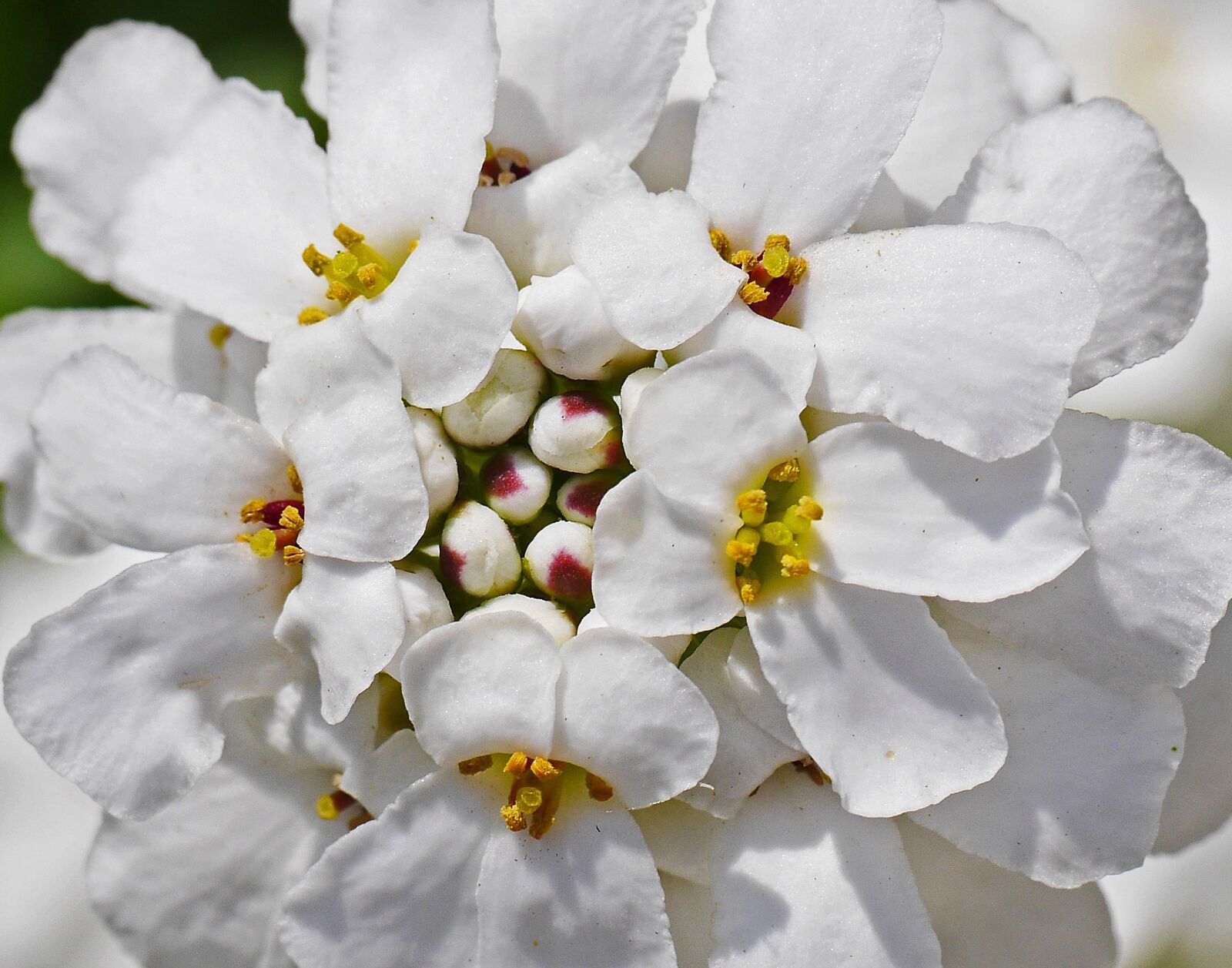Panasonic Lumix DMC-GH3 sample photo. Ground cover, blossom, bloom photography