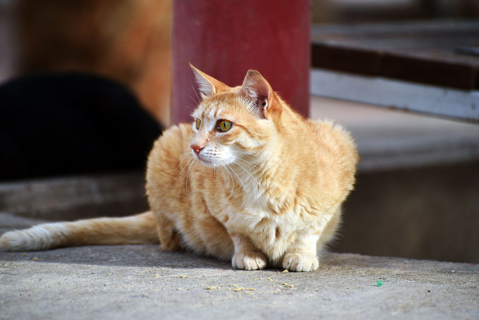 Nikon D750 sample photo. Cute, animal, looking photography