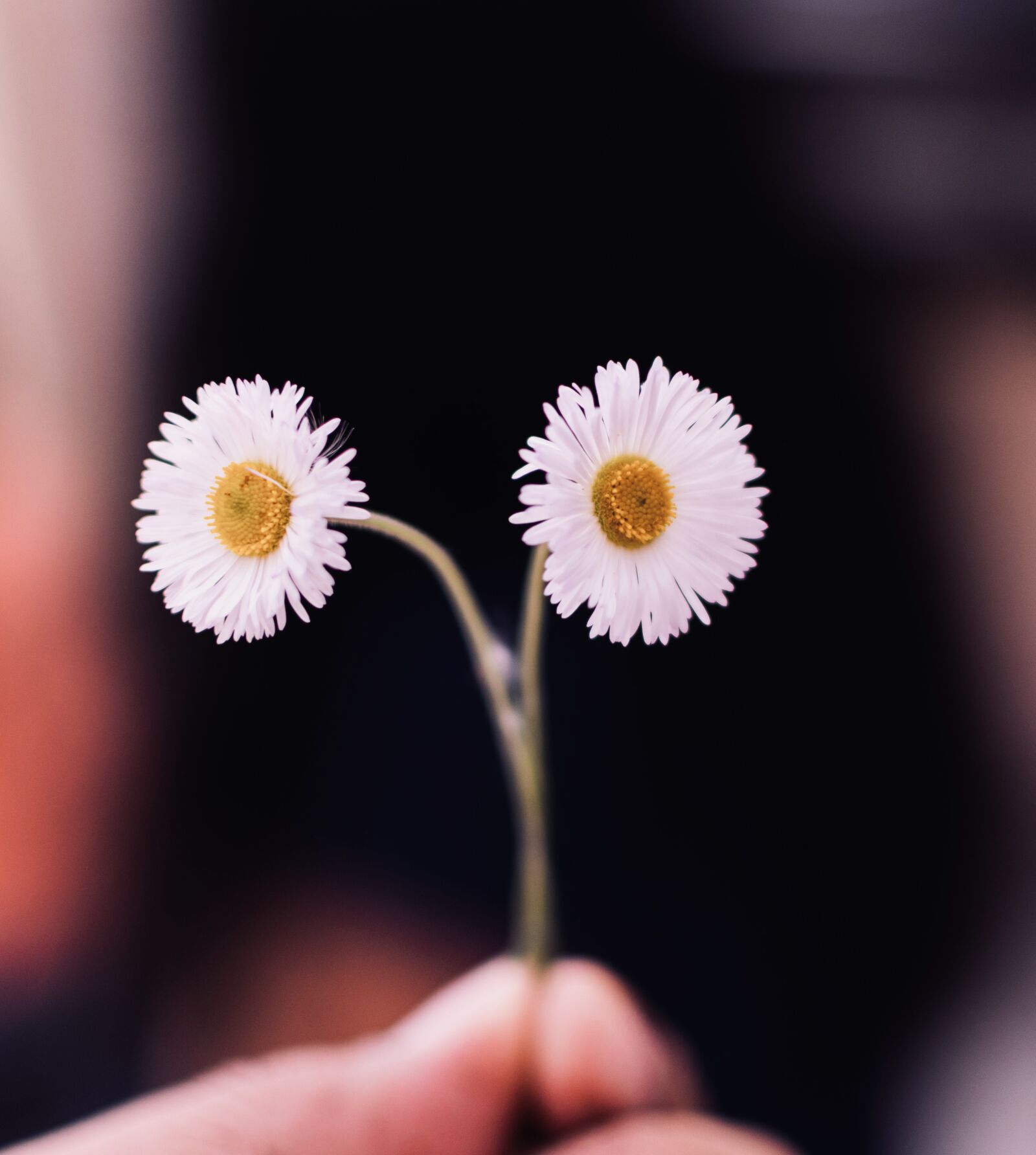Nikon D5600 sample photo. Flowers, roses, petals photography