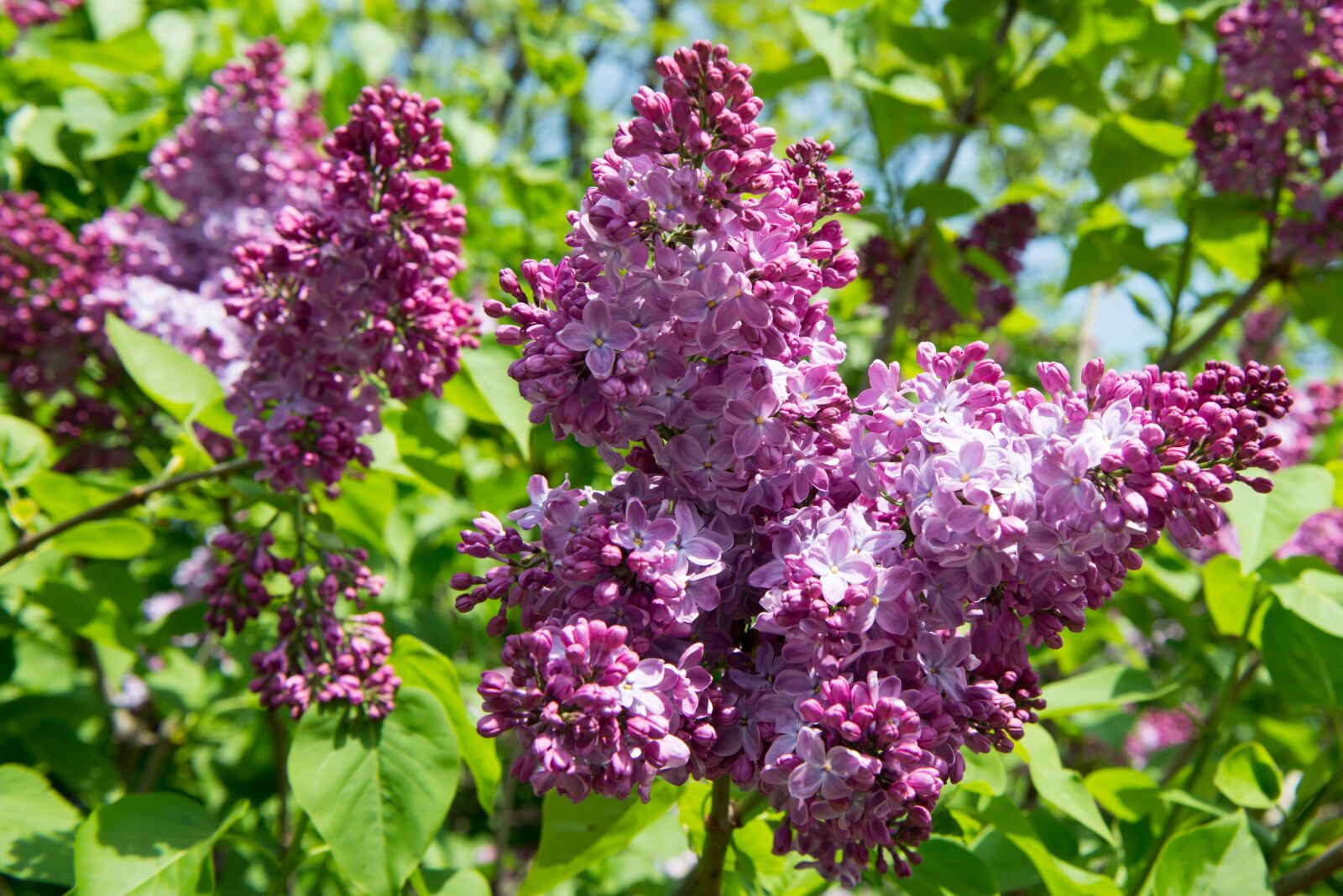 Nikon D800E sample photo. Lilac, blossom, flower photography