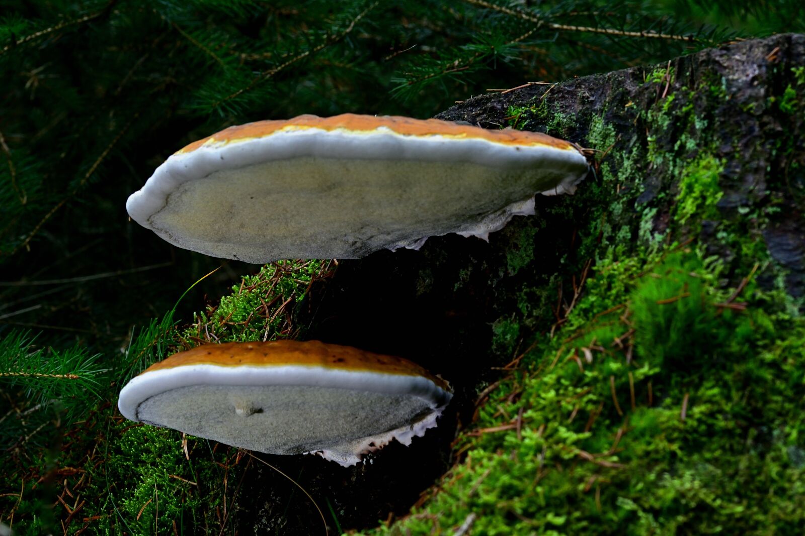 Nikon D5200 sample photo. Nature, forest, tree fungus photography