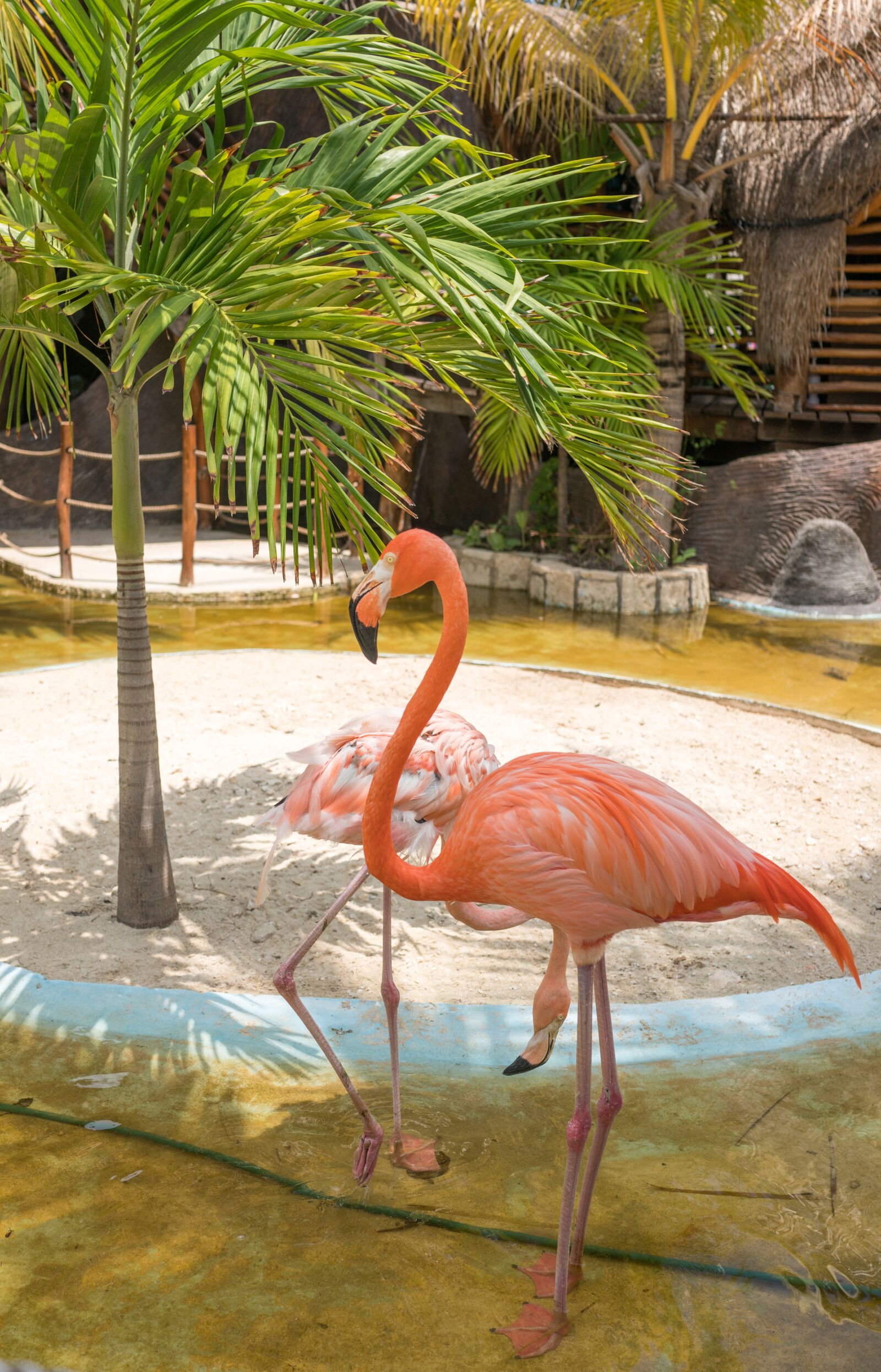 35mm F2.0 sample photo. Flamingo, tropical, nature photography