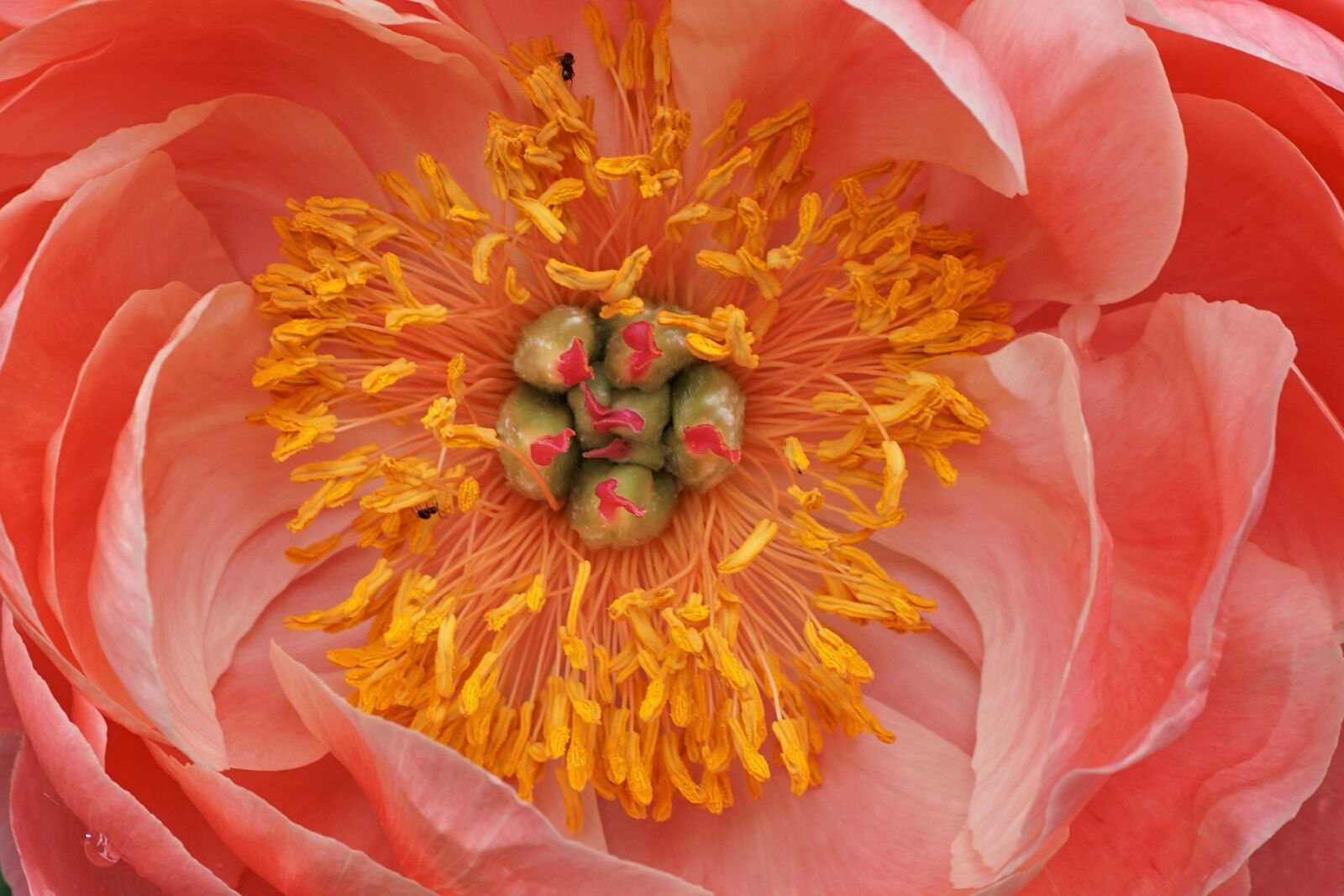 Sony E 16-50mm F3.5-5.6 PZ OSS sample photo. Flower, peony, blossom photography