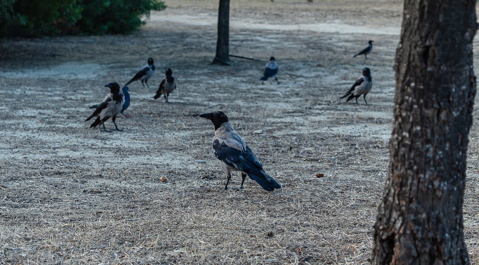 Nikon D3200 sample photo. Bird, crow, outdoor photography