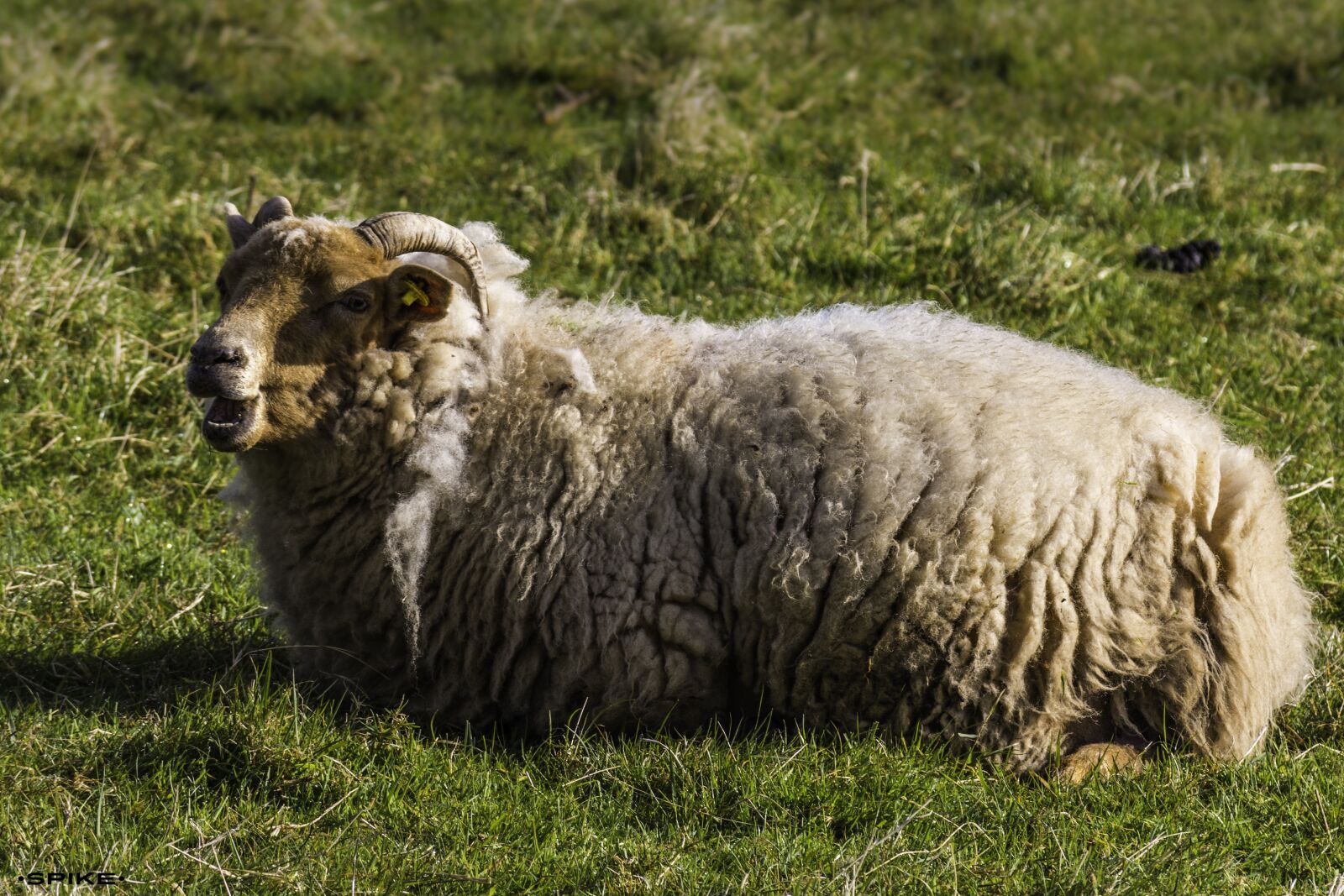 Nikon D7200 sample photo. Sheep, outdoors, animal photography