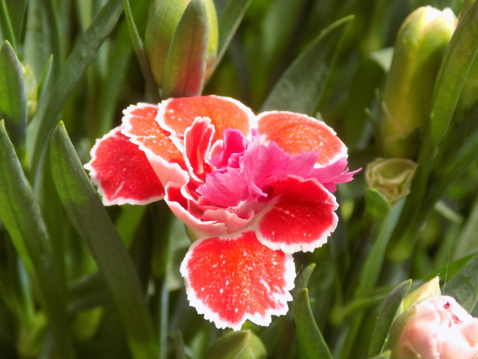 Nikon COOLPIX L340 sample photo. Carnation, red, flower photography