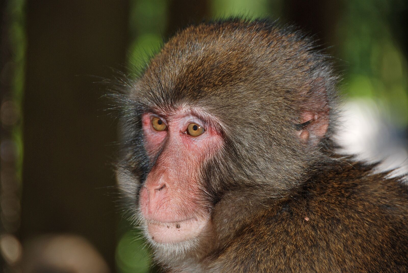 Nikon D80 sample photo. Makake, monkey, monkey portrait photography
