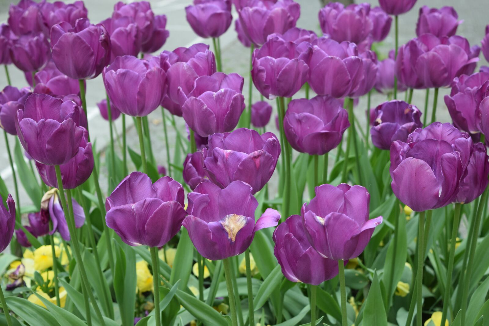 Nikon D3300 sample photo. Tulips, flowers, tulip photography