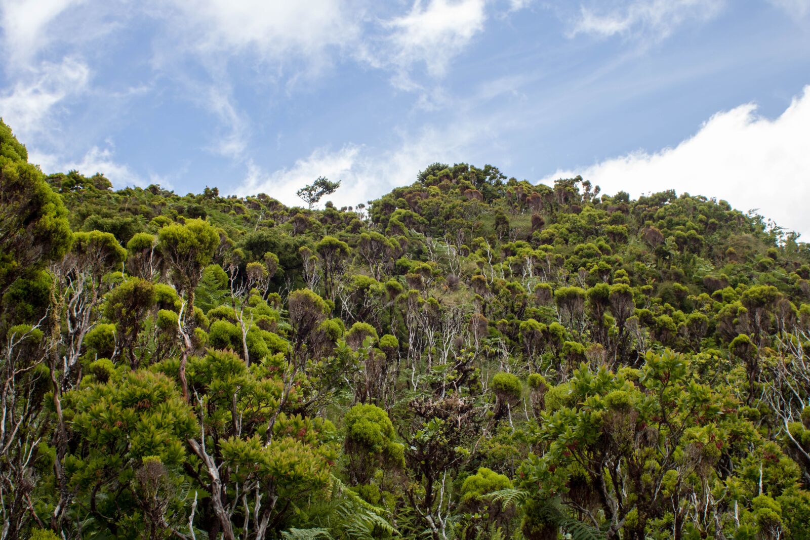 Canon EF 28-80mm f/3.5-5.6 USM sample photo. Nature, landscape, endemic vegetation photography