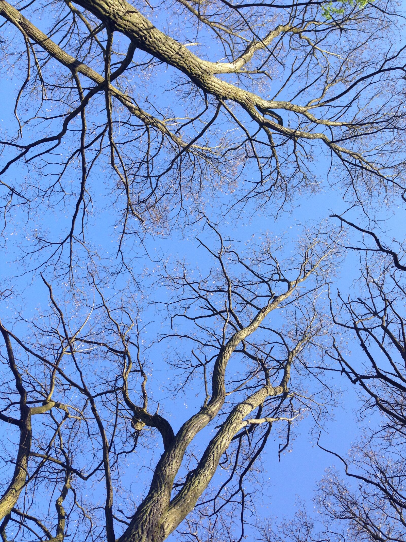 Apple iPhone 5 sample photo. Trees, top, treetop photography