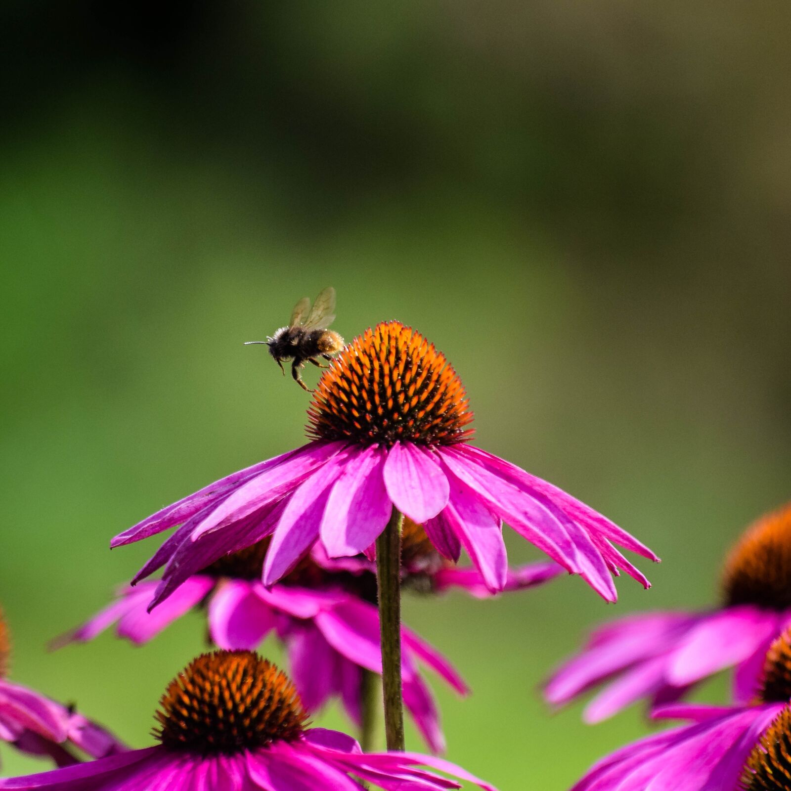 Nikon D3300 sample photo. Nature, butterfly, insect photography