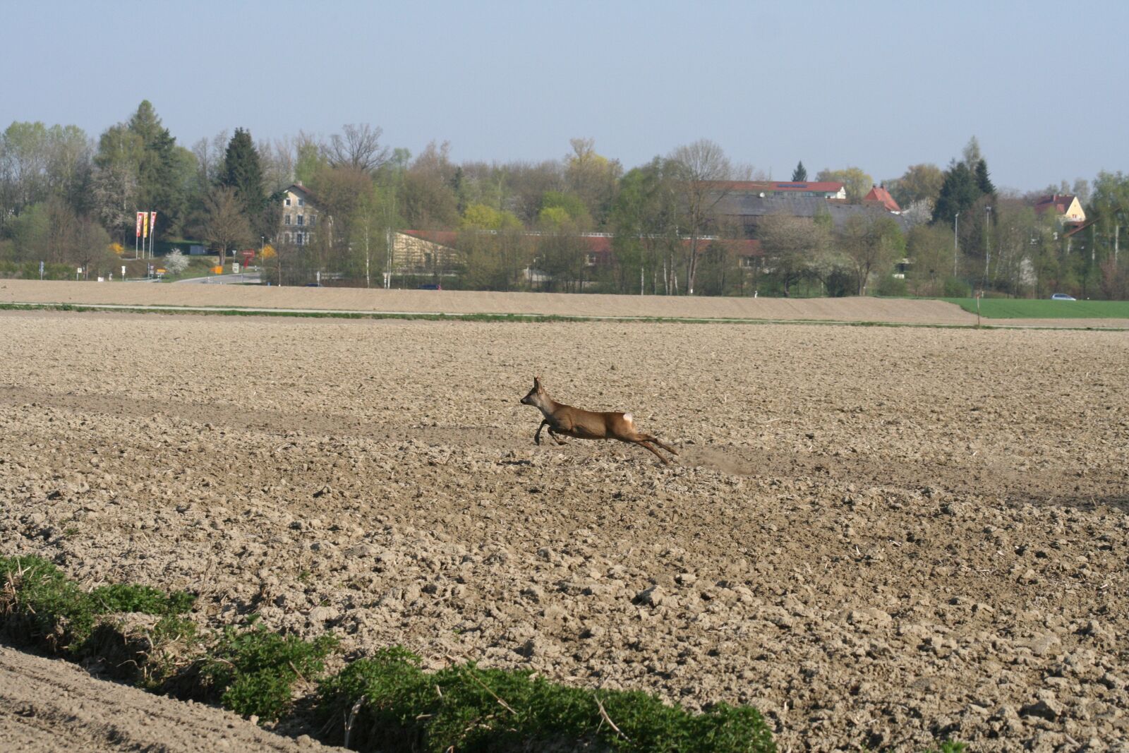 Canon EOS 350D (EOS Digital Rebel XT / EOS Kiss Digital N) sample photo. Roe deer, wild, nature photography
