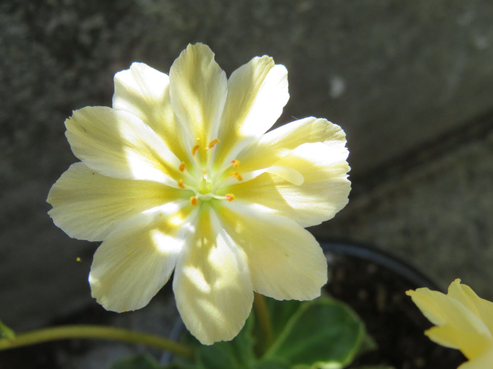 Canon PowerShot SX710 HS sample photo. Yellow, white, flower photography