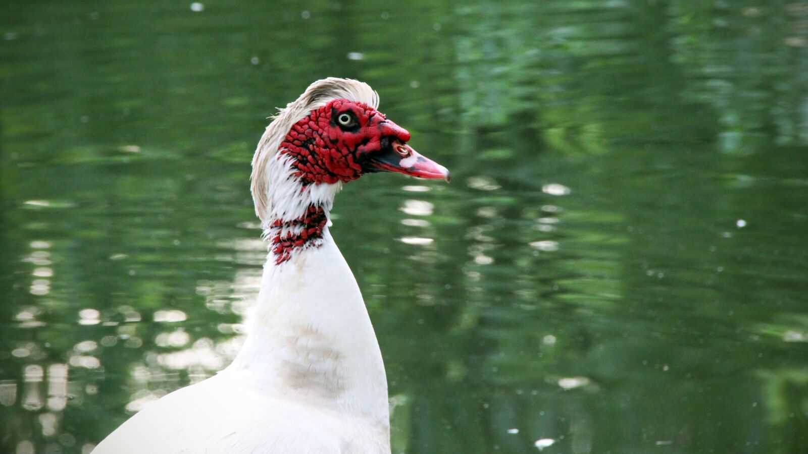 Canon EOS 100D (EOS Rebel SL1 / EOS Kiss X7) sample photo. Muscovy ducks, duck, bird photography