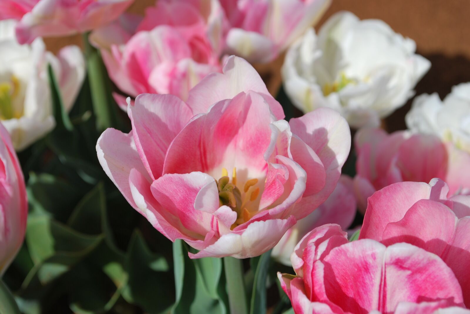 Nikon D60 sample photo. Tulip, pink, pretty photography