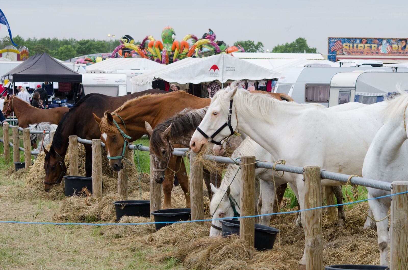 Nikon D7000 sample photo. Horses, fair, festival photography