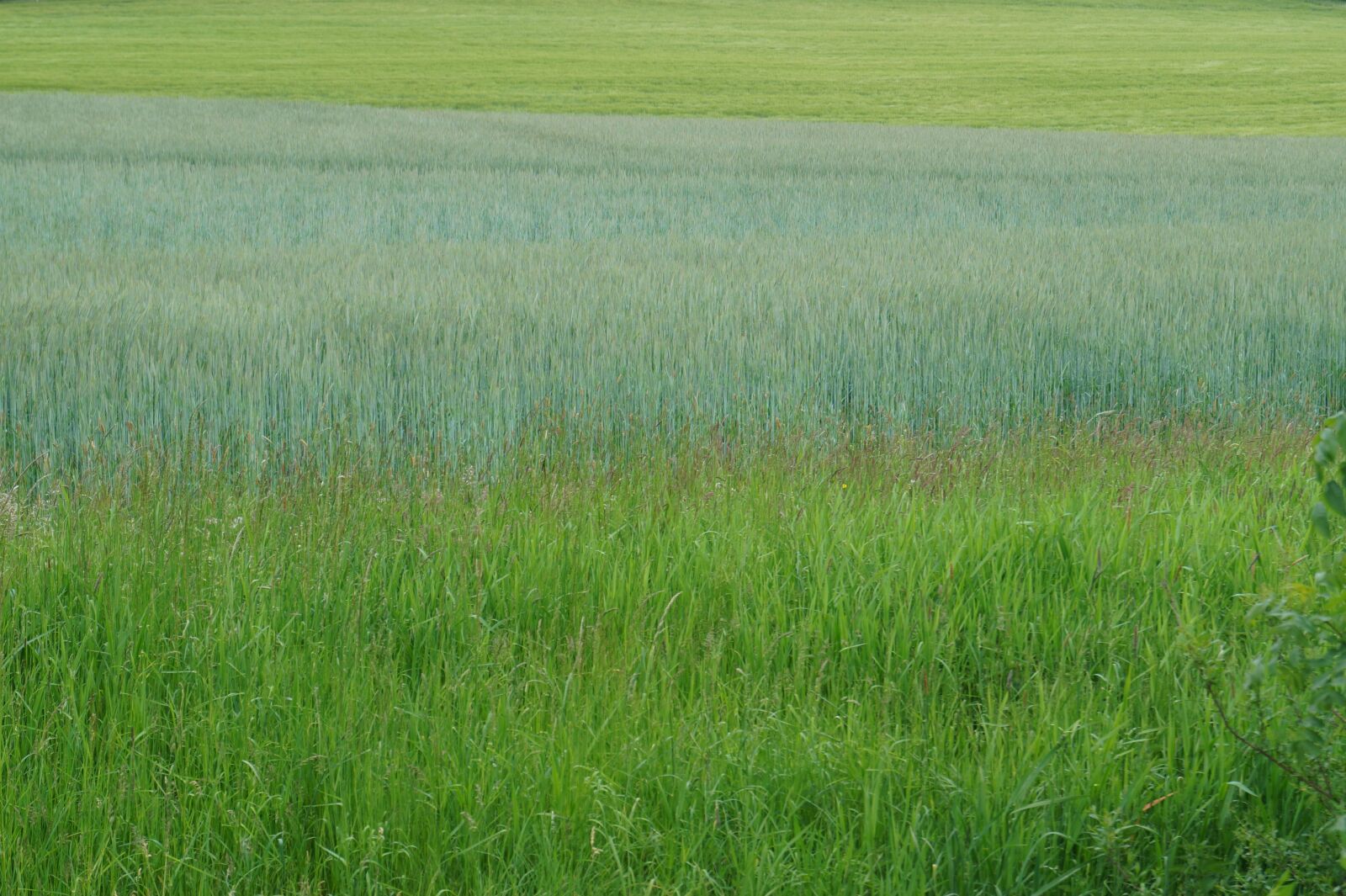 Sony DT 18-55mm F3.5-5.6 SAM II sample photo. Green, field, meadow photography