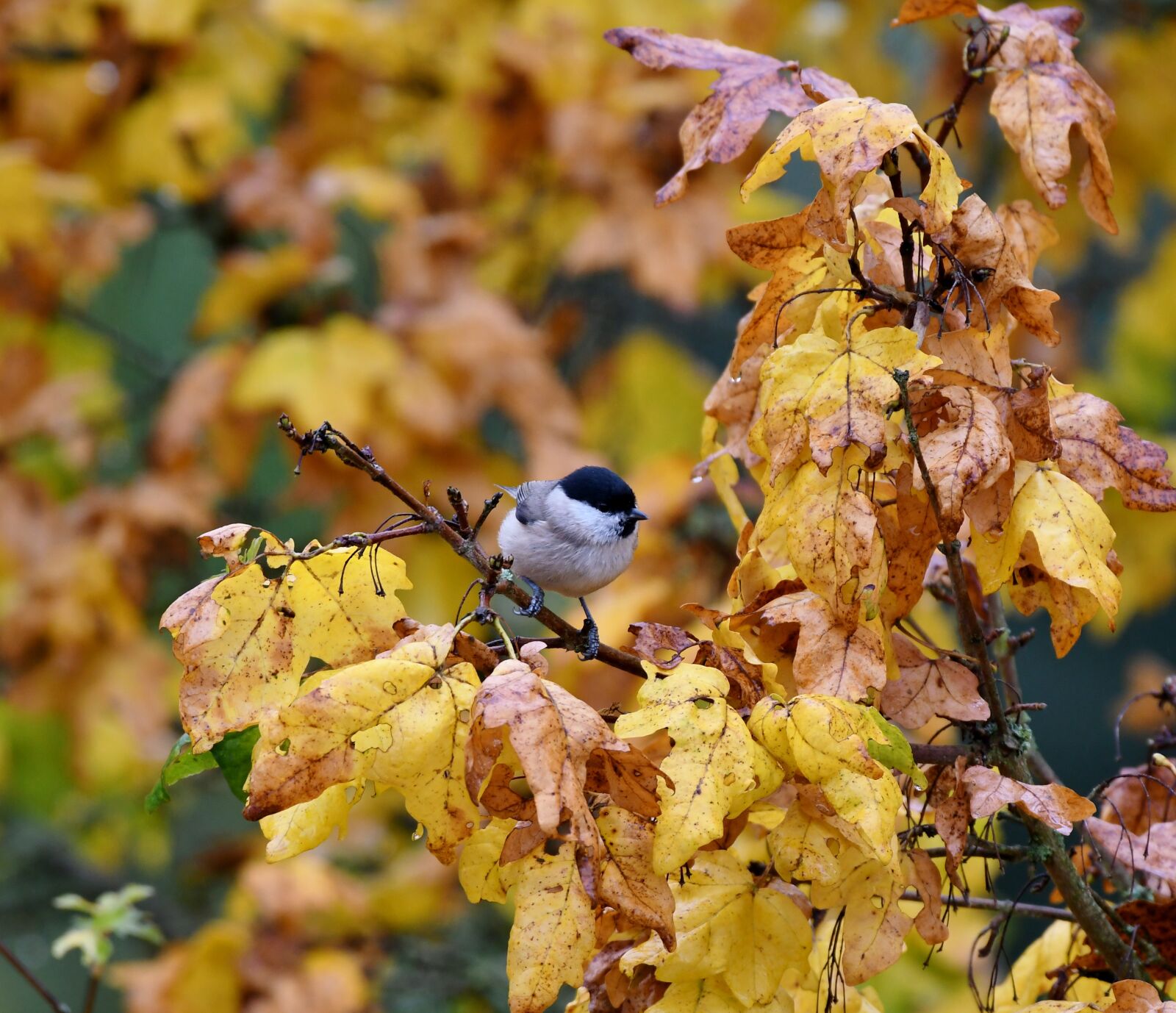Nikon D500 sample photo. Tit, bird, matkop photography