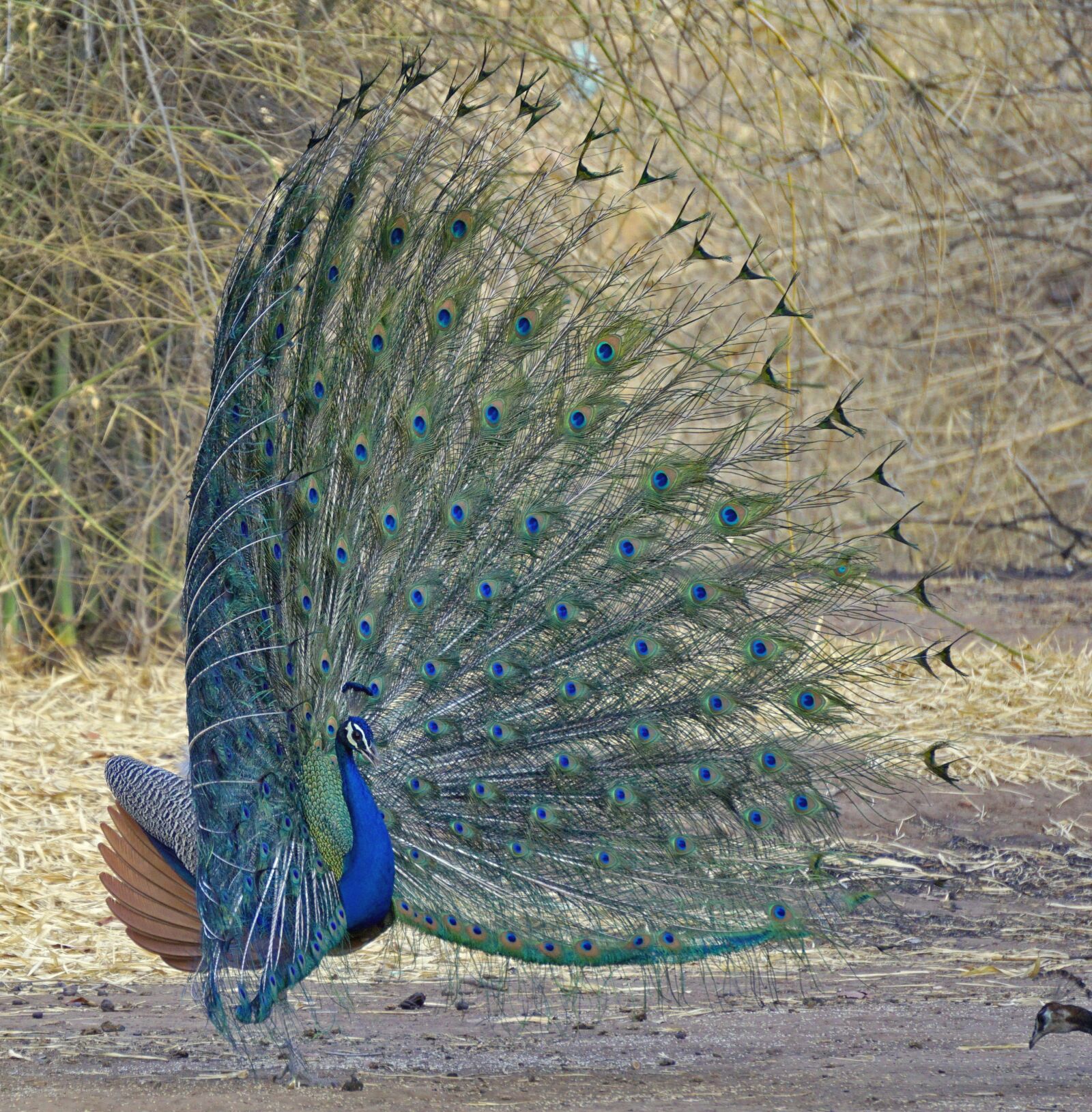 Sony a6000 sample photo. Bird, feather, peacock photography