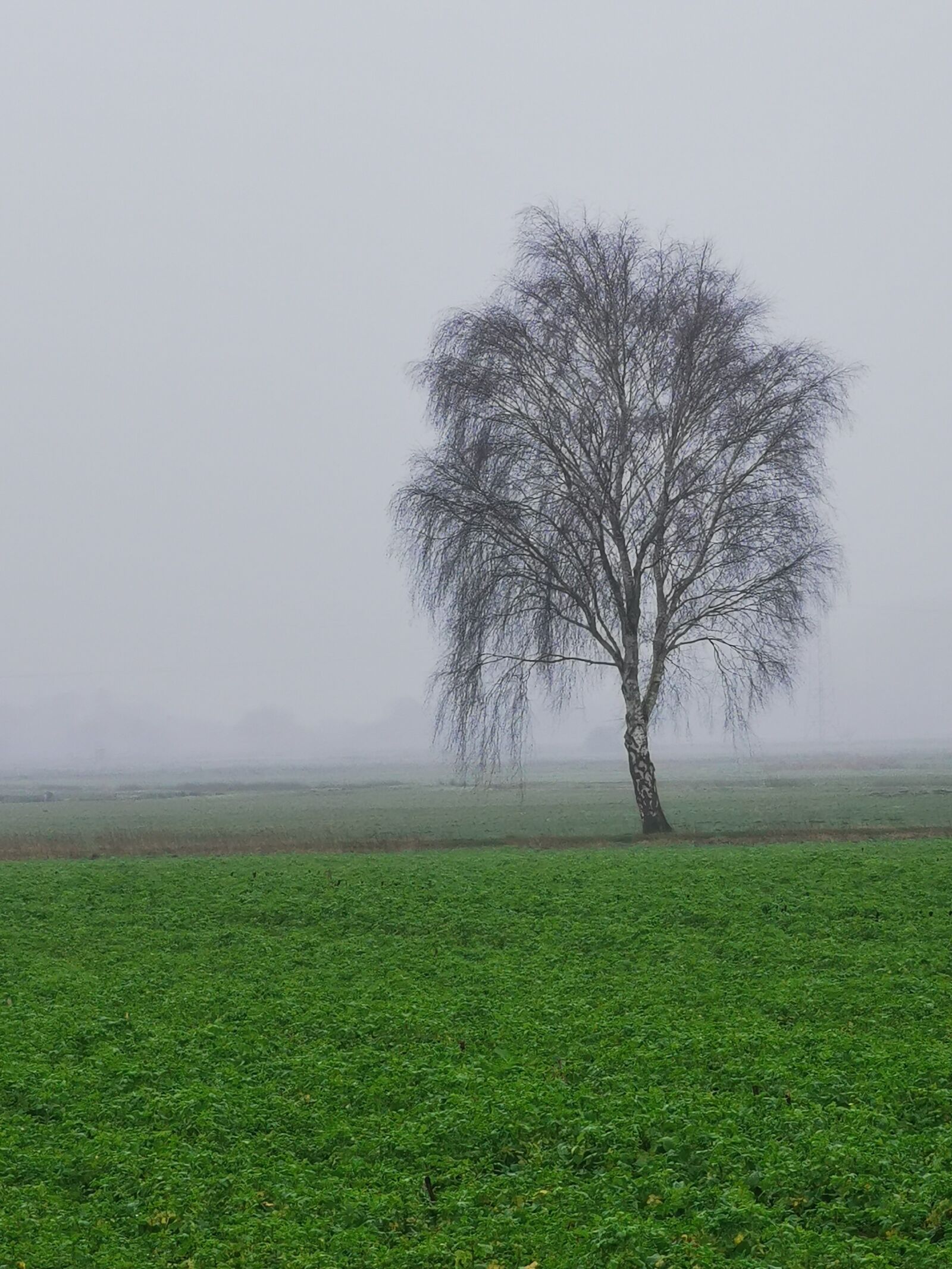 HUAWEI P30 Pro sample photo. Winter, fog, tree photography