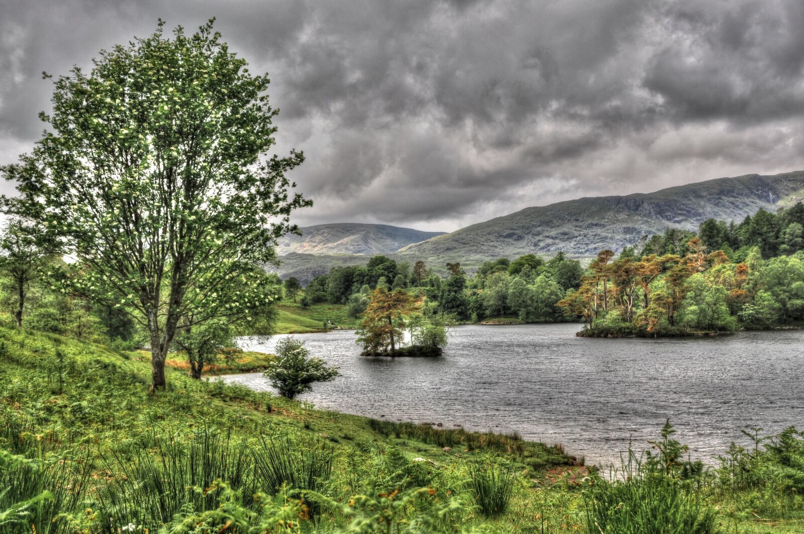 Nikon D90 sample photo. Lakeland, tree to more photography