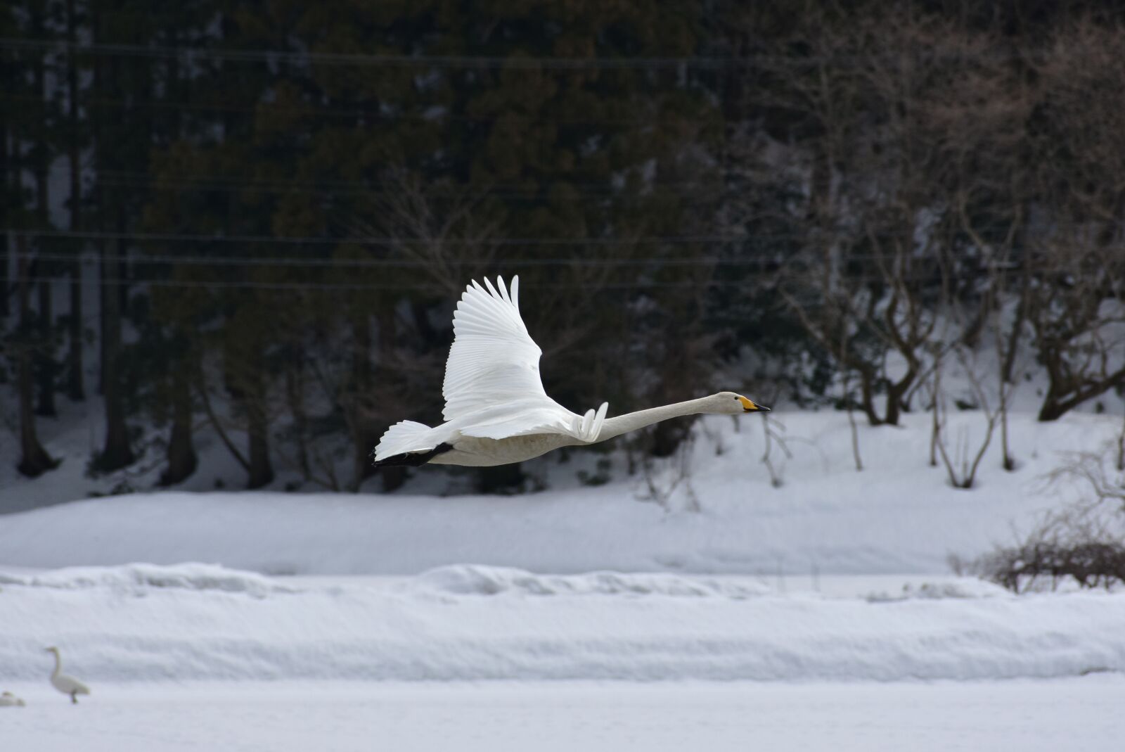 Nikon D7200 sample photo. Animal, wood, bird photography